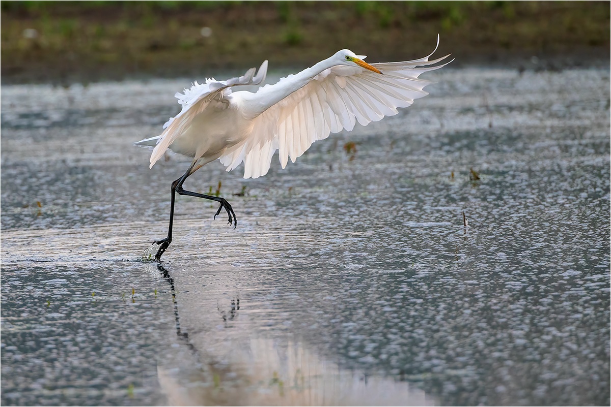 Chef vom Steg. Silberreiher (Ardea alba)

Canon EOS R5m2
RF100-500mm F4.5-7.1 L IS USM (500 mm)
1/800 sek, ISO: 1000 (AutoISO), F7.1, -0.3
Aufnahmedatum: 15.12.2025 09:55 Uhr

Canon-Einstellungen:
Belichtungsmodus: M (Manuell)
AF-Methode: AF flexible Zone 3 mit Motiverkennung
Anzahl Fokuspunkte: 1
AF Case: Auto
AF-Betrieb: AI Servo AF
Augenerkennung: Ein
Motiverkennung: Tiere
Focus-Distanz: 33.49 m - 55.78 m
Bildqualität: CRAW
Auslöser-Modus: Electronic
Aufnahmeart: Serienaufnahme
Stabilisierung: Ein (2)
Kamera Temp.: 20 C

Bearbeitung: 
#Lightroom #Photoshop #Topazlabs #PhotoSupreme

Synonyme:
Casmerodius albus

Taxonomie:
Reich: Tier (Animalia)
Stamm: Chordatier (Chordata)
Klasse: Vogel (Aves)
Ordnung: Pelecaniformes
Familie: Reiher (Ardeidae)
Gattung: Ardea

#naturfotografenregion10 #photography #naturephotography #naturfotografie #naturfotografie_deutschland #wildlife #natur #naturfoto #canon #canondeutschland
#Silberreiher