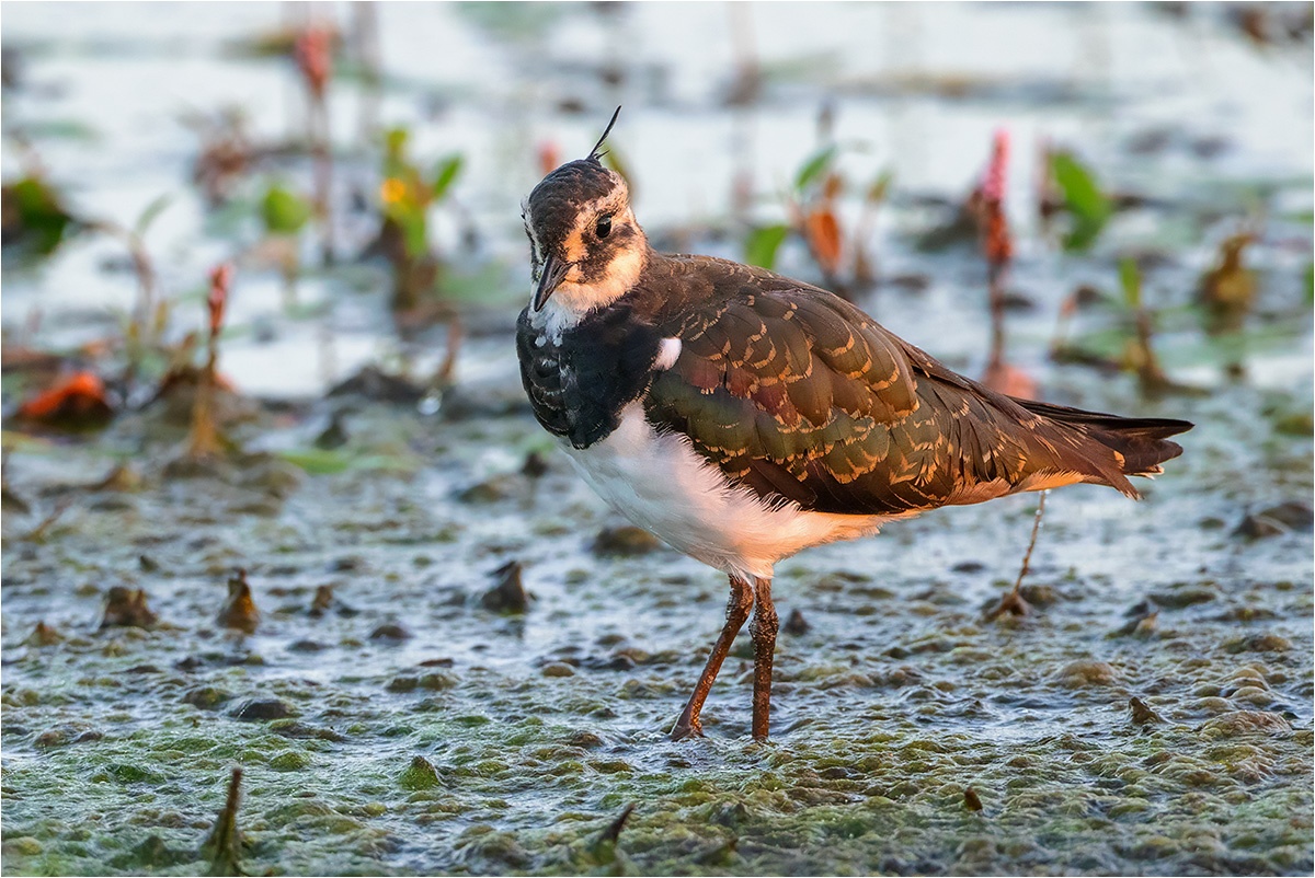 Den Kopierstempel ...
habe ich hier nicht benutzt 😊. Kiebitze (Vanellus vanellus).

Canon EOS R5m2
EF500mm f/4L IS USM +1.4x III (700 mm)
1/1600 sek, ISO: 5000 (AutoISO), F6.3, +0.0
Aufnahmedatum: 15.04.2026 06:31 Uhr

Canon-Einstellungen:
Belichtungsmodus: M (Manuell)
AF-Methode: AF gesamter Bereich mit Motiverkennung
Anzahl Fokuspunkte: 1
AF Case: Auto
AF-Betrieb: AI Servo AF
Augenerkennung: Ein
Motiverkennung: Tiere
Focus-Distanz: >81.91 m
Bildqualität: CRAW
Auslöser-Modus: Electronic
Aufnahmeart: Serienaufnahme (Continuous, High+)
Stabilisierung: Ein (2)
Kamera Temp.: 45 C

Bearbeitung: 
#Lightroom #Photoshop #Topazlabs #PhotoSupreme

Taxonomie:
Reich: Tier (Animalia)
Stamm: Chordatier (Chordata)
Klasse: Vogel (Aves)
Ordnung: Regenpfeiferartig (Charadriiformes)
Familie: Regenpfeifer (Charadriidae)
Gattung: Kiebitze (Vanellus)

#naturfotografenregion10 #photography #naturephotography #naturfotografie #naturfotografie_deutschland #wildlife #natur #naturfoto #canon #canondeutschland
#Kiebitz