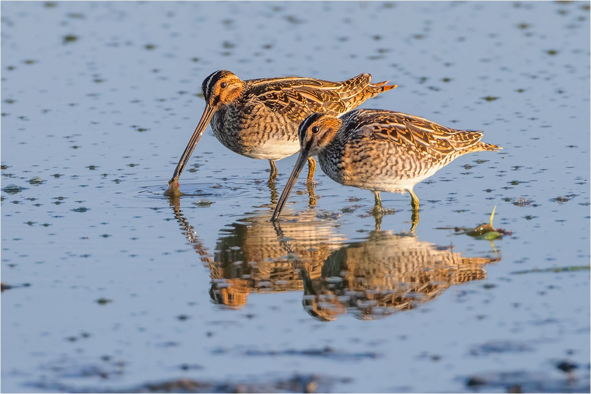 Bekassine (Gallinago gallinago) im Morgentau.

Canon EOS R5m2
EF500mm f/4L IS USM +1.4x III (700 mm)
1/2000 sek, ISO: 6400 (AutoISO), F6.3, +0.0
Aufnahmedatum: 19.09.2025 07:44 Uhr

Canon-Einstellungen:
Belichtungsmodus: M (Manuell)
AF-Methode: Spot AF ohne Motiverkennung
AF Case: Auto
AF-Betrieb: AI Servo AF
Augenerkennung: Aus
Motiverkennung: None
Focus-Distanz: 19.16 m - 22.86 m
Bildqualität: CRAW
Auslöser-Modus: Electronic
Aufnahmeart: Serienaufnahme
Stabilisierung: Ein (2)
Kamera Temp.: 27 C

Bearbeitung: 
#Lightroom #Photoshop #Topazlabs #PhotoSupreme

Taxonomie:
Reich: Tier (Animalia)
Stamm: Chordatier (Chordata)
Klasse: Vogel (Aves)
Ordnung: Regenpfeiferartig (Charadriiformes)
Familie: Schnepfenvogel (Scolopacidae)
Gattung: Bekassinen (Gallinago)

#naturfotografenregion10 #photography #naturephotography #naturfotografie #naturfotografie_deutschland #wildlife #natur #naturfoto #canon #canondeutschland
#Bekassine
