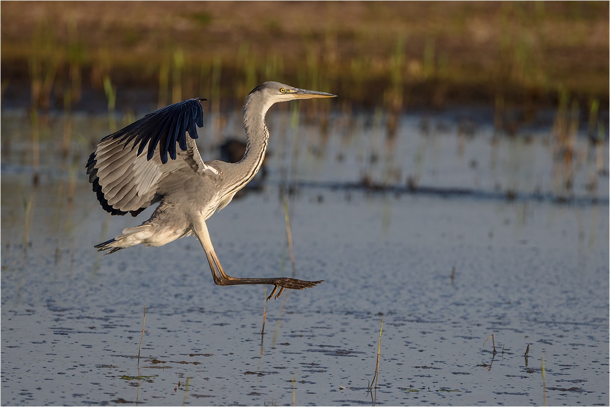 Graureiher (Ardea cinerea)

Canon EOS R5m2
EF500mm f/4L IS USM +1.4x III (700 mm)
1/2000 sek, ISO: 800 (AutoISO), F6.3, -1.0
Aufnahmedatum: 19.09.2025 08:56 Uhr

Canon-Einstellungen:
Belichtungsmodus: M (Manuell)
AF-Methode: AF gesamter Bereich mit Motiverkennung
AF Case: Auto
AF-Betrieb: AI Servo AF
Augenerkennung: Ein
Motiverkennung: Tiere
Focus-Distanz: 55.42 m - 107.17 m
Bildqualität: CRAW
Auslöser-Modus: Electronic
Aufnahmeart: Serienaufnahme
Stabilisierung: Ein (2)
Kamera Temp.: 33 C

Bearbeitung: 
#Lightroom #Photoshop #Topazlabs #PhotoSupreme

Synonyme:
Fischreiher

Taxonomie:
Reich: Tier (Animalia)
Stamm: Chordatier (Chordata)
Klasse: Vogel (Aves)
Ordnung: Pelecaniformes
Familie: Reiher (Ardeidae)
Gattung: Ardea

#naturfotografenregion10 #photography #naturephotography #naturfotografie #naturfotografie_deutschland #wildlife #natur #naturfoto #canon #canondeutschland
#Graureiher