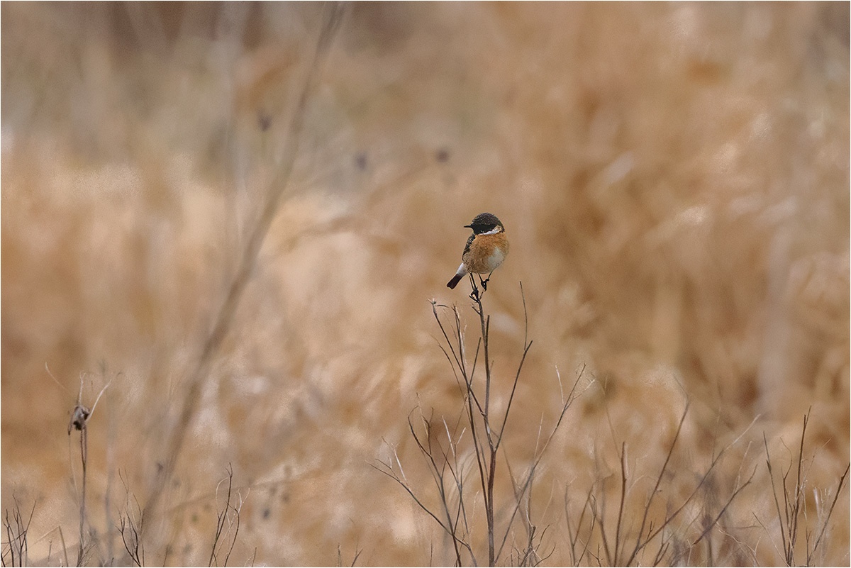 Das Schwarzkehlchen (Saxicola rubicola) setzte sich unerwartet vor die Linse.

Canon EOS R5m2
EF500mm f/4L IS USM +1.4x III (700 mm)
1/2000 sek, ISO: 5000 (AutoISO), F6.3, +1.0
Aufnahmedatum: 18.03.2026 07:48 Uhr

Canon-Einstellungen:
Belichtungsmodus: M (Manuell)
AF-Methode: AF flexible Zone 1 mit Motiverkennung
Anzahl Fokuspunkte: 1
AF Case: Auto
AF-Betrieb: AI Servo AF
Augenerkennung: Ein
Motiverkennung: Tiere
Focus-Distanz: 10.71 m - 11.73 m
Bildqualität: CRAW
Auslöser-Modus: Electronic
Aufnahmeart: Serienaufnahme
Stabilisierung: Ein (2)
Kamera Temp.: 36 C

Bearbeitung: 
#Lightroom #Photoshop #Topazlabs #PhotoSupreme

Taxonomie:
Reich: Tier (Animalia)
Stamm: Chordatier (Chordata)
Klasse: Vogel (Aves)
Ordnung: Sperlingsvogel (Passeriformes)
Unterordnung: Singvogel (Passeri)
Familie: Fliegenschnäpper (Muscicapidae)

#naturfotografenregion10 #photography #naturephotography #naturfotografie #naturfotografie_deutschland #wildlife #natur #naturfoto #canon #canondeutschland
#Schwarzkehlchen