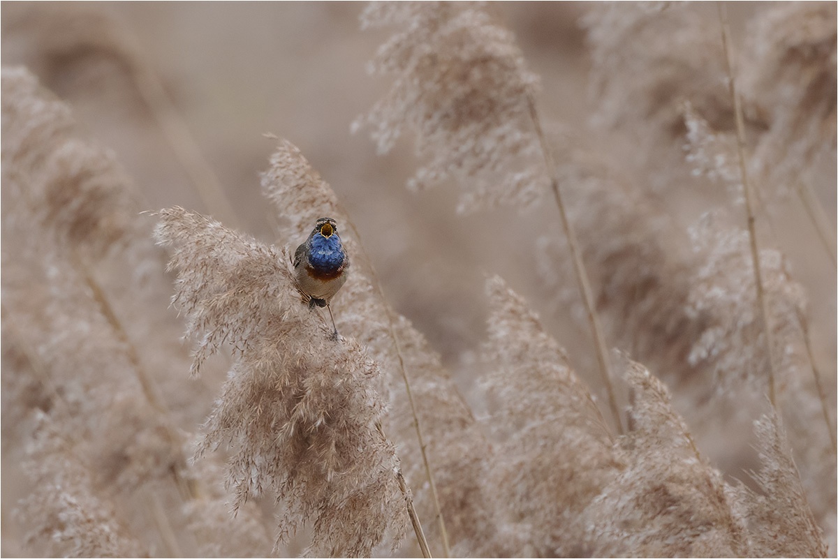 Im Schilf ein Blaukehlchen (Luscinia svecica).

Canon EOS R5m2
EF500mm f/4L IS USM +1.4x III (700 mm)
1/2000 sek, ISO: 2000 (AutoISO), F6.3, +0.7
Aufnahmedatum: 06.04.2026 07:07 Uhr

Canon-Einstellungen:
Belichtungsmodus: M (Manuell)
AF-Methode: Spot AF mit Motiverkennung
Anzahl Fokuspunkte: 1
AF Case: Auto
AF-Betrieb: AI Servo AF
Augenerkennung: Ein
Motiverkennung: Tiere
Focus-Distanz: 22.86 m - 28.37 m
Bildqualität: CRAW
Auslöser-Modus: Electronic
Aufnahmeart: Serienaufnahme (Continuous, High)
Stabilisierung: Ein (2)
Kamera Temp.: 44 C

Bearbeitung: 
#Lightroom #Photoshop #Topazlabs #PhotoSupreme

Taxonomie:
Reich: Tier (Animalia)
Stamm: Chordatier (Chordata)
Klasse: Vogel (Aves)
Ordnung: Sperlingsvogel (Passeriformes)
Unterordnung: Singvogel (Passeri)
Familie: Fliegenschnäpper (Muscicapidae)

#naturfotografenregion10 #photography #naturephotography #naturfotografie #naturfotografie_deutschland #wildlife #natur #naturfoto #canon #canondeutschland
#Blaukehlchen