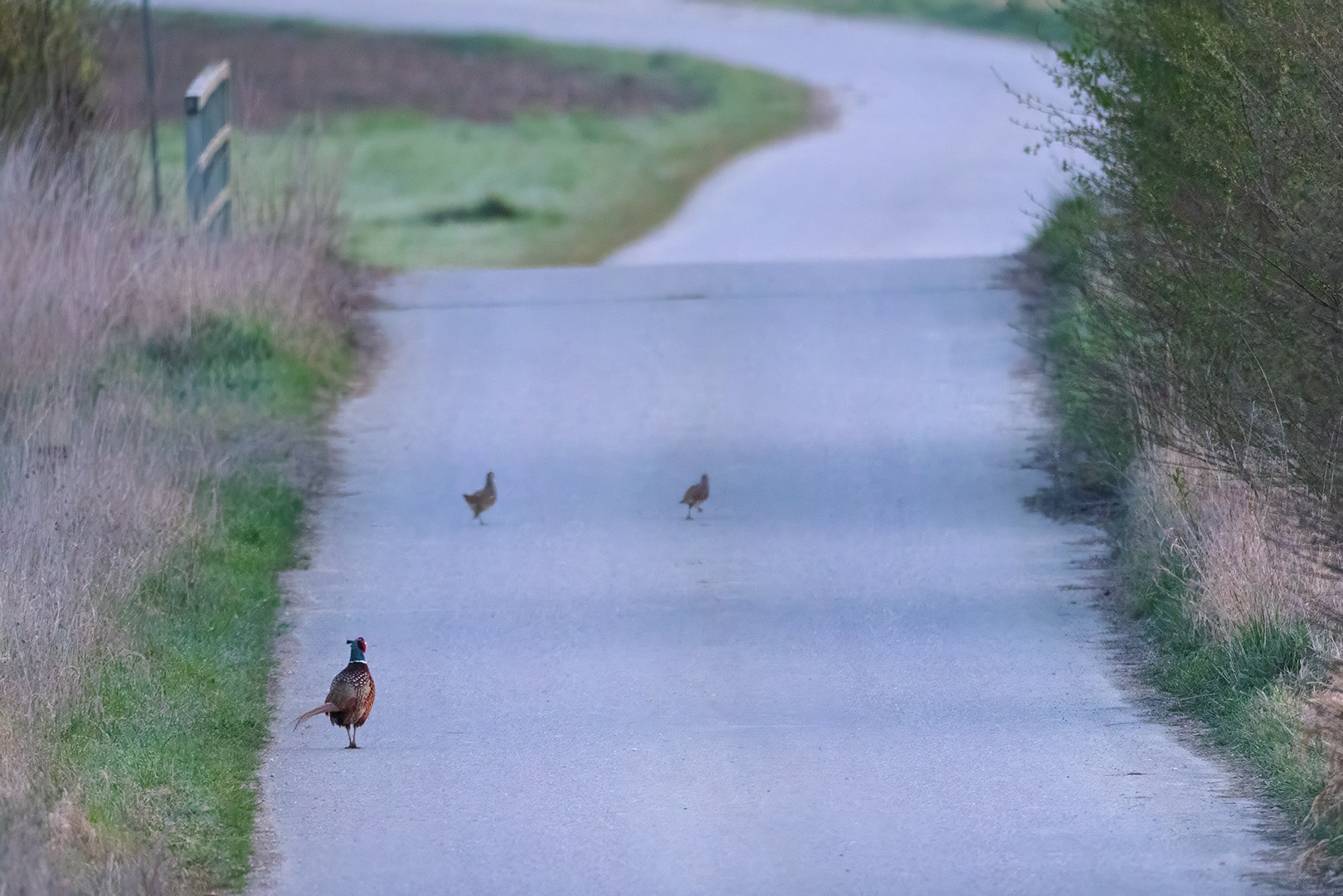 Ein Prachtkerl. Der Fasan (Phasianus colchicus).

Canon EOS R5m2
EF500mm f/4L IS USM +1.4x III (700 mm)
1/1250 sek, ISO: 1250 (AutoISO), F6.3, +0.0
Aufnahmedatum: 22.03.2026 07:41 Uhr

Canon-Einstellungen:
Belichtungsmodus: M (Manuell)
AF-Methode: AF gesamter Bereich mit Motiverkennung
Anzahl Fokuspunkte: 1
AF Case: Auto
AF-Betrieb: AI Servo AF
Augenerkennung: Ein
Motiverkennung: Tiere
Focus-Distanz: 28.37 m - 37.49 m
Bildqualität: CRAW
Auslöser-Modus: Electronic
Aufnahmeart: Serienaufnahme
Stabilisierung: Aus (2)
Kamera Temp.: 32 C

Bearbeitung: 
#Lightroom #Photoshop #Topazlabs #PhotoSupreme

Taxonomie:
Reich: Tier (Animalia)
Stamm: Chordatier (Chordata)
Klasse: Vogel (Aves)
Ordnung: Hühnervogel (Galliformes)
Familie: Fasanenartig (Phasianidae)
Gattung: Edelfasan (Phasianus)

#naturfotografenregion10 #photography #naturephotography #naturfotografie #naturfotografie_deutschland #wildlife #natur #naturfoto #canon #canondeutschland
#Fasan