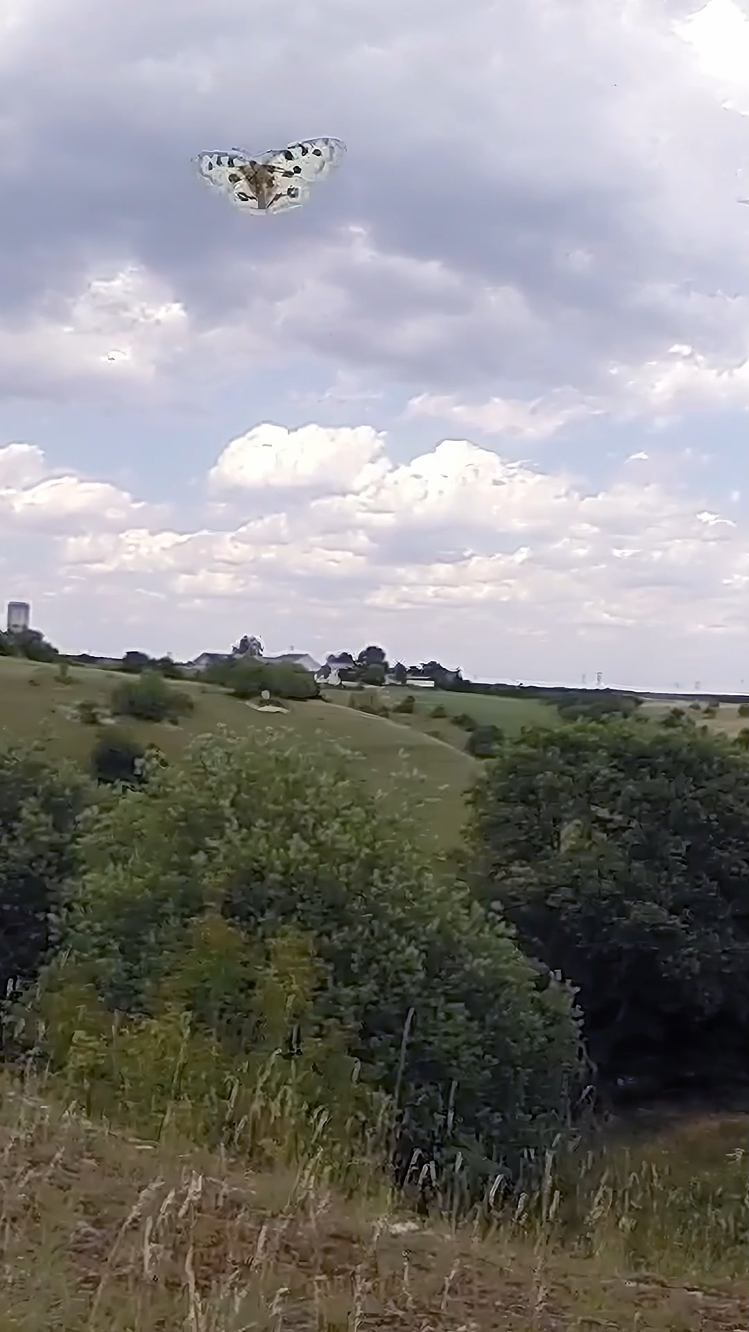 Apollofalter im Flug 🦋 | Zeitlupe & Slow Motion

Ein seltener Anblick: Der Apollofalter (Parnassius apollo) im Flug, in Zeitlupe festgehalten.

Dieser streng geschützte Schmetterling gehört zu den seltensten Tagfaltern Europas. In Slow Motion lassen sich seine eindrucksvollen Flügelbewegungen besonders gut bewundern.

A rare sight: the Apollo Butterfly (Parnassius apollo) in flight, captured in slow motion.

This strictly protected species is one of Europe’s rarest butterflies. In slow motion, its impressive wing movements can be admired in full detail.

#Apollofalter #ParnassiusApollo #ApolloButterfly #Schmetterling #Butterfly #SelteneArten #Naturvideo #Wildlife #SlowMotion #NatureShorts #WildlifeShorts #MacroVideo #Insektenfreundlich #Butterflies