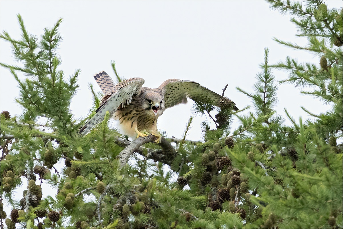 Es sieht zwar so aus als ob der junge Turmfalke (Falco tinnunculus) einen Angriff starten möchte aber in Wirklichkeit versucht er nur das Gleichgewicht zu halten.

Canon EOS R5m2
RF100-500mm F4.5-7.1 L IS USM + EXTENDER RF1.4x (700 mm)
1/2000 sek, ISO: 6400 (AutoISO), F10, +1.7
Aufnahmedatum: 10.07.2025 16:22 Uhr

Canon-Einstellungen:
Belichtungsmodus: M (Manuell)
AF-Methode: AF flexible Zone 1 mit Motiverkennung
AF Case: Auto
AF-Betrieb: AI Servo AF
Augenerkennung: Ein
Motiverkennung: Tiere
Focus-Distanz: >55.78 m
Bildqualität: CRAW
Auslöser-Modus: Electronic
Aufnahmeart: Serienaufnahme
Stabilisierung: Ein (2)
Kamera Temp.: 43 C

Bearbeitung: 
#Lightroom #Photoshop #Topazlabs #PhotoSupreme

Synonyme:
Rüttler

Taxonomie:
Reich: Tier (Animalia)
Stamm: Chordatier (Chordata)
Klasse: Vogel (Aves)
Ordnung: Falkenartig (Falconiformes)
Familie: Falkenartig (Falconidae)
Gattung: Falken (Falco)

#naturfotografenregion10 #photography #naturephotography #naturfotografie #naturfotografie_deutschland #wildlife #natur #naturfoto #canon #canondeutschland
#Turmfalke