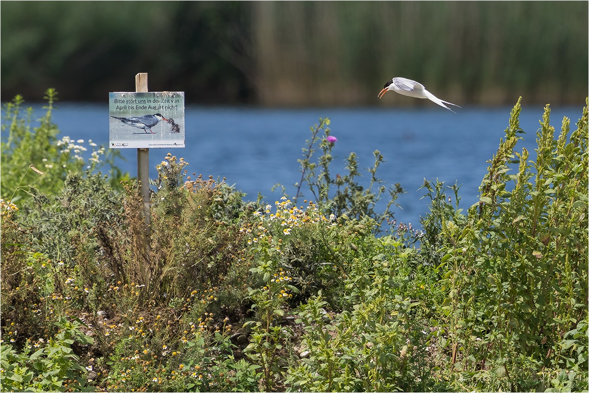 Eine Flussseeschwalbe (Sterna hirundo) mit ihrer Beute.

Canon EOS R5m2
RF100-500mm F4.5-7.1 L IS USM + EXTENDER RF1.4x (700 mm)
1/2000 sek, ISO: 800 (AutoISO), F10, -0.7
Aufnahmedatum: 22.07.2025 14:41 Uhr

Canon-Einstellungen:
Belichtungsmodus: Tv (Verschlusspriorität)
AF-Methode: AF flexible Zone 1 mit Motiverkennung
AF Case: Auto
AF-Betrieb: AI Servo AF
Augenerkennung: Ein
Motiverkennung: Tiere
Focus-Distanz: >55.78 m
Bildqualität: CRAW
Auslöser-Modus: Electronic
Aufnahmeart: Serienaufnahme
Stabilisierung: Ein (2)
Kamera Temp.: 39 C

Bearbeitung: 
#Lightroom #Photoshop #Topazlabs #PhotoSupreme

Taxonomie:
Reich: Tier (Animalia)
Stamm: Chordatier (Chordata)
Klasse: Vogel (Aves)
Ordnung: Regenpfeiferartig (Charadriiformes)
Familie: Möwenverwandte (Laridae)
Gattung: Sterna

#naturfotografenregion10 #photography #naturephotography #naturfotografie #naturfotografie_deutschland #wildlife #natur #naturfoto #canon #canondeutschland
#Flussseeschwalbe