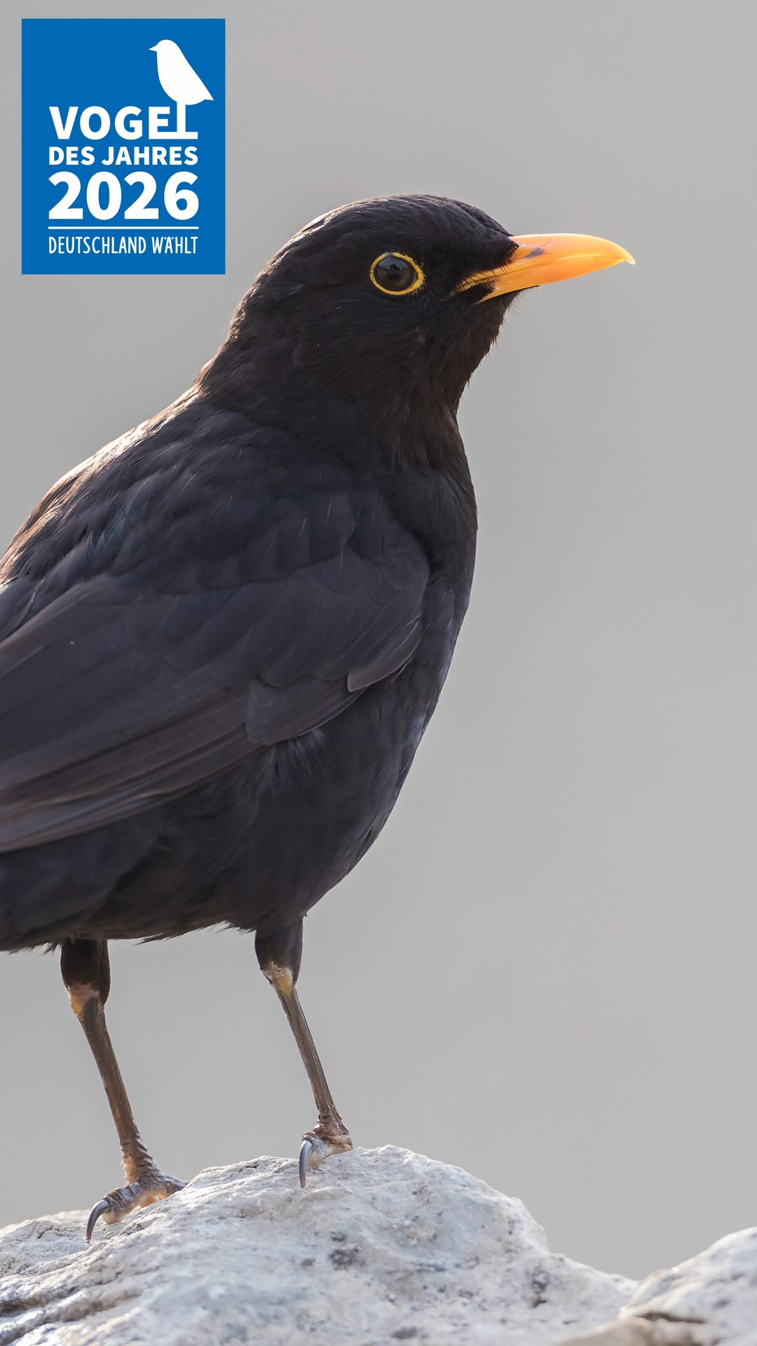 Wählt die Amsel (Turdus merula) zum Vogel des Jahres 2026 🐦‍⬛

+++ Bitte teilt diesen Beitrag für die Amsel und den Naturschutz. +++

Den kompletten Link bitte mit Copy & Paste in den Browser:

https://www.vogeldesjahres.de/wahl/Amsel/Ingolst%C3%A4dter+Amselfl%C3%BCsterer/

*Warum schlage ich die Amsel vor?* 🐦‍⬛

👉Die Amsel ist vor vielen Jahrzehnten aus den Wäldern zu uns Menschen in die Siedlungen gekommen. Ihr wunderschöner flötender Gesang, am frühen Morgen im März, beendet den Winter und lässt uns auf den baldigen Frühling hoffen. Überhaupt zählt für mich die Amsel zu unseren besten Sängern!
👉Die Amselbestände sind akut bedroht: Das Usutu-Virus hat sich aufgrund der Klimaveränderung in ganz Deutschland ausgebreitet und viele Amseln sind an dieser Virus-Pandemie gestorben.
👉Aufgrund der Klimaveränderung kommt es sehr häufig zu trockenen und heißen Sommern, die Amseln verdursten und finden nicht mehr ausreichend Nahrung in und auf den ausgetrockneten Böden. Amseln ernähren sich im Frühjahr und Sommer meist von Würmern, Schnecken und Insekten. Der allgemeine Rückgang der Insektenbestände macht sich auch am Nahrungsvorrat der Amseln bemerkbar.
👉Im Spätherbst bis ins Frühjahr hinein ernährt sich die Amsel überwiegend vegetarisch. Dann braucht sie Beeren und Früchte von heimischen Pflanzen. Unsere Gärten werden immer kleiner werden immer mehr mit exotischen Pflanzen bepflanzt und häufig handelt es sich um gekieste oder geschotterte Flächen.

#Amsel #Vogelschutz #LBV #Artenvielfalt #VogeldesJahres #Klimawandel #Naturschutz #Insektenfreundlich #HeimischePflanzen #Gartenliebe #VögelImGarten #Frühlingserwachen #StadtNatur #Biodiversität #WildlifeGermany #Singvogel #Umweltschutz #Naturverbunden #Ingolstadt #IngolstädterAmselflüsterer
