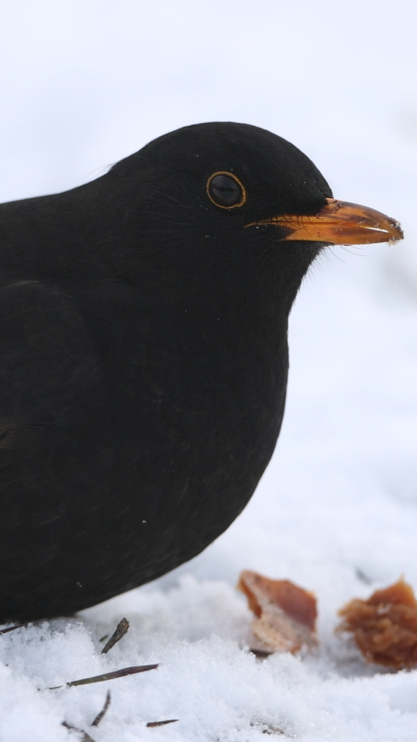 Wählt die Amsel (Turdus merula) zum Vogel des Jahres 2026 🐦‍⬛

Bitte den kompletten Link mit Copy & Paste in den Browser:

https://www.vogeldesjahres.de/wahl/Amsel/Ingolst%C3%A4dter+Amselfl%C3%BCsterer/

Bitte teilt diesen Beitrag für die Amsel und den Naturschutz.

Warum schlage ich die Amsel vor? 🐦‍⬛

👉Die Amsel ist vor vielen Jahrzehnten aus den Wäldern zu uns Menschen in die Siedlungen gekommen. Ihr wunderschöner flötender Gesang, am frühen Morgen im März, beendet den Winter und lässt uns auf den baldigen Frühling hoffen. Überhaupt zählt für mich die Amsel zu unseren besten Sängern!
👉Die Amselbestände sind akut bedroht: Das Usutu-Virus hat sich aufgrund der Klimaveränderung in ganz Deutschland ausgebreitet und viele Amseln sind an dieser Virus-Pandemie gestorben.
👉Aufgrund der Klimaveränderung kommt es sehr häufig zu trockenen und heißen Sommern, die Amseln verdursten und finden nicht mehr ausreichend Nahrung in und auf den ausgetrockneten Böden. Amseln ernähren sich im Frühjahr und Sommer meist von Würmern, Schnecken und Insekten. Der allgemeine Rückgang der Insektenbestände macht sich auch am Nahrungsvorrat der Amseln bemerkbar.
👉Im Spätherbst bis ins Frühjahr hinein ernährt sich die Amsel überwiegend vegetarisch. Dann braucht sie Beeren und Früchte von heimischen Pflanzen. Unsere Gärten werden immer kleiner werden immer mehr mit exotischen Pflanzen bepflanzt und häufig handelt es sich um gekieste oder geschotterte Flächen.

#Amsel #Vogelschutz #LBV #Artenvielfalt #VogeldesJahres #Klimawandel #Naturschutz #Insektenfreundlich #HeimischePflanzen #Gartenliebe #VögelImGarten #Frühlingserwachen #StadtNatur #Biodiversität #WildlifeGermany #Singvogel #Umweltschutz #Naturverbunden #Ingolstadt #IngolstädterAmselflüsterer