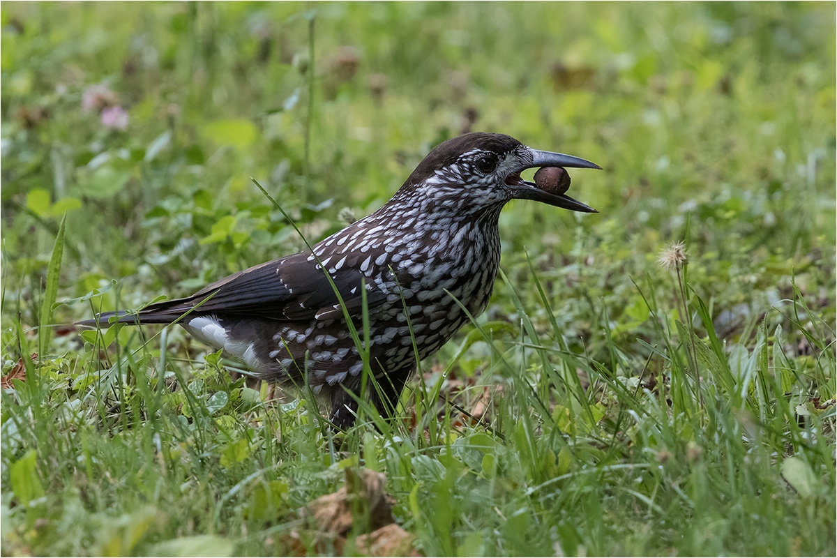 Tannenhäher (Nucifraga caryocatactes) beim Nüsse sammeln.

Canon EOS R5m2
RF100-500mm F4.5-7.1 L IS USM + EXTENDER RF1.4x (700 mm)
1/1250 sek, ISO: 5000 (AutoISO), F10, +0.0
Aufnahmedatum: 25.07.2025 11:29 Uhr

Canon-Einstellungen:
Belichtungsmodus: M (Manuell)
AF-Methode: AF flexible Zone 1 mit Motiverkennung
AF Case: Auto
AF-Betrieb: AI Servo AF
Augenerkennung: Ein
Motiverkennung: Tiere
Focus-Distanz: 15.72 m - 17.96 m
Bildqualität: CRAW
Auslöser-Modus: Electronic
Aufnahmeart: Serienaufnahme
Stabilisierung: Ein (2)
Kamera Temp.: 35 C

Bearbeitung: 
#Lightroom #Photoshop #Topazlabs #PhotoSupreme

Taxonomie:
Reich: Tier (Animalia)
Stamm: Chordatier (Chordata)
Klasse: Vogel (Aves)
Ordnung: Sperlingsvogel (Passeriformes)
Unterordnung: Singvogel (Passeri)
Familie: Rabenvogel (Corvidae)
Gattung: Nussknacker (Nucifraga)

#naturfotografenregion10 #photography #naturephotography #naturfotografie #naturfotografie_deutschland #wildlife #natur #naturfoto #canon #canondeutschland
#Tannenhäher