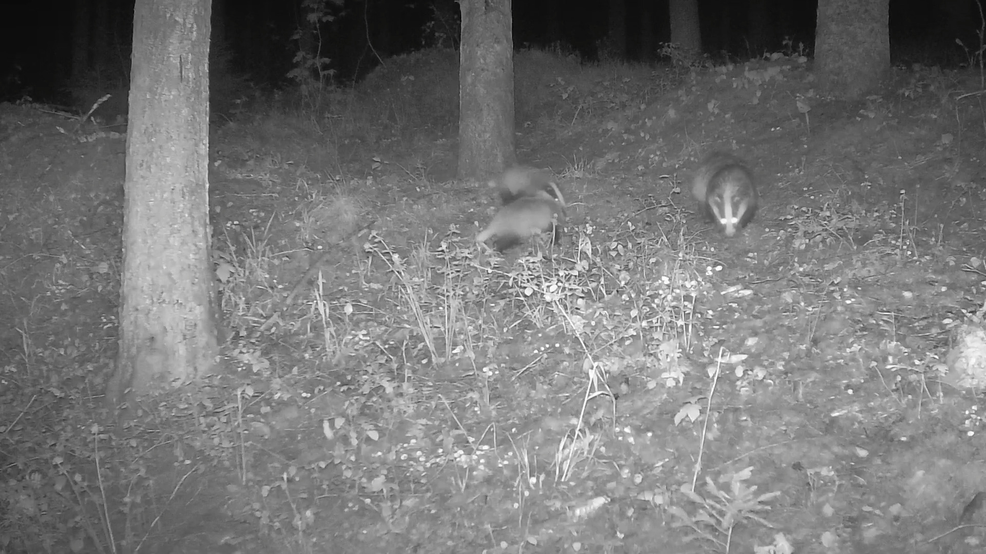 Das geheime Leben der Dachse 🦡 | Dachsfamilie im Wald | Reh & Fuchs zu Besuch

Tief im Wald, verborgen vor den Augen der Menschen, lebt eine Dachsfamilie in ihrem Bau.

Eine Wildkamera hat ihr geheimes Leben eingefangen – die Elterntiere mit ihren Jungdachsen, beim Spielen, Erkunden und Graben.

Auch ein Reh und ein Fuchs erscheinen neugierig vor der Kamera – ein friedlicher Moment, in dem sich die Wege verschiedener Waldbewohner kreuzen.

Solche seltenen Aufnahmen zeigen, wie lebendig und schützenswert unsere heimische Natur ist. 🌿

🎥 Gefilmt mit einer Wildkamera – ein stiller Einblick in das verborgene Leben im Wald.

#naturfotografenregion10 #Dachs #Badger #Dachsfamilie #Wildkamera #TrailCamera #Wildlife #Naturvideo #Wald #Reh #Deer #Fuchs #Fox #ForestLife #WildlifeGermany #NatureShorts #WildlifeShorts #Wildtiere #WildlifeVideo #Nature