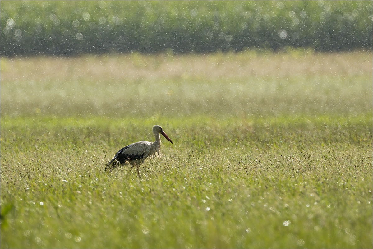 Weißstorch (Ciconia ciconia) im Regen.

Canon EOS R5m2
EF500mm f/4L IS USM +1.4x III (700 mm)
1/800 sek, ISO: 200 (AutoISO), F6.3, +0.0
Aufnahmedatum: 01.08.2025 18:17 Uhr

Canon-Einstellungen:
Belichtungsmodus: M (Manuell)
AF-Methode: AF flexible Zone 1 mit Motiverkennung
AF Case: Auto
AF-Betrieb: AI Servo AF
Augenerkennung: Ein
Motiverkennung: Tiere
Focus-Distanz: >81.91 m
Bildqualität: CRAW
Auslöser-Modus: Electronic
Aufnahmeart: Serienaufnahme
Stabilisierung: Ein (2)
Kamera Temp.: 35 C

Bearbeitung: 
#Lightroom #Photoshop #Topazlabs #PhotoSupreme

Taxonomie:
Reich: Tier (Animalia)
Stamm: Chordatier (Chordata)
Klasse: Vogel (Aves)
Ordnung: Ciconiiformes
Familie: Störche (Ciconiidae)
Gattung: Eigentliche Störche (Ciconia)

#naturfotografenregion10 #photography #naturephotography #naturfotografie #naturfotografie_deutschland #wildlife #natur #naturfoto #canon #canondeutschland
#Weißstorch