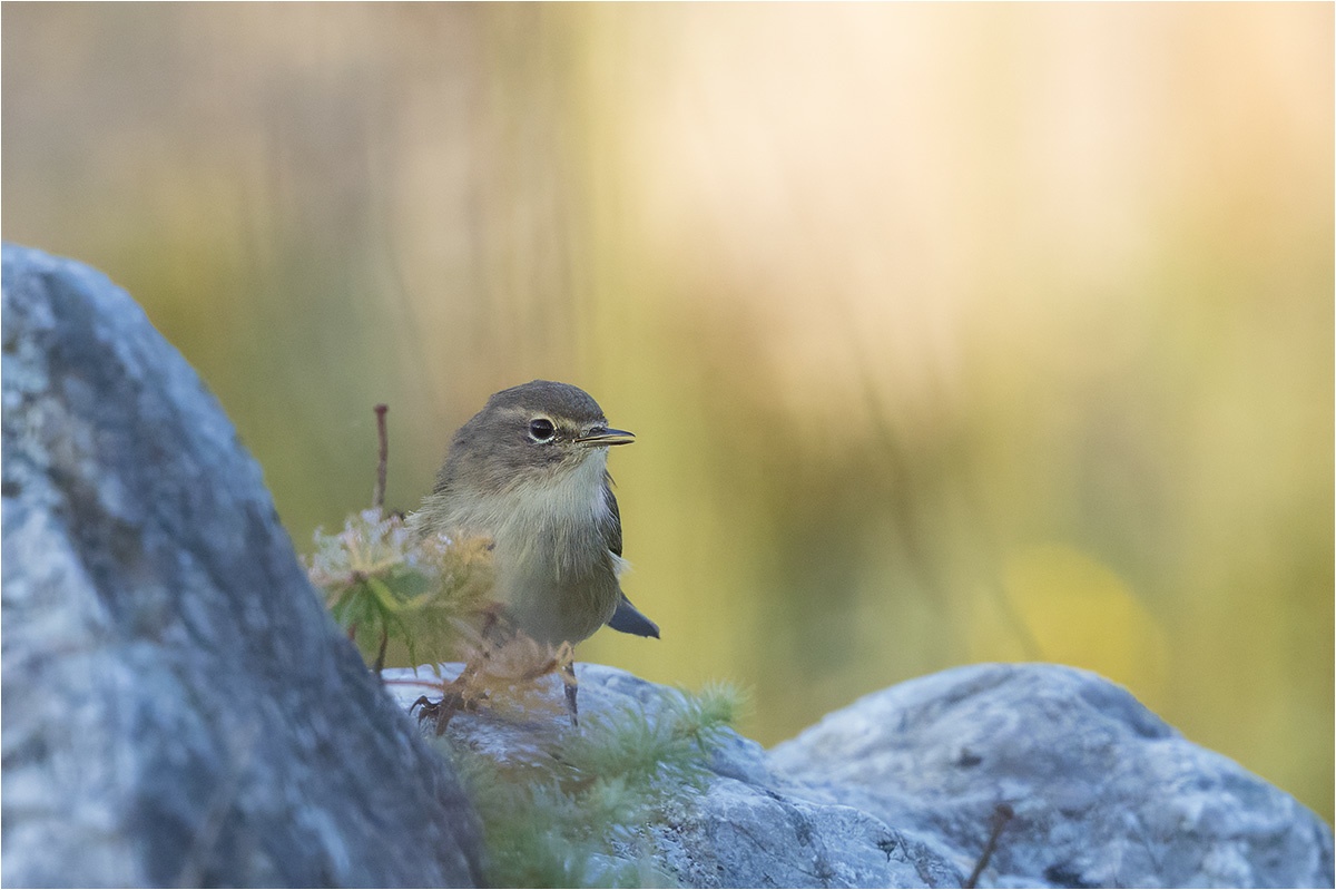 Weidenlaubsänger (Phylloscopus collybita) im Garten.

Canon EOS R5m2
RF100-500mm F4.5-7.1 L IS USM (500 mm)
1/2000 sek, ISO: 4000 (AutoISO), F8.0, +0.0
Aufnahmedatum: 21.09.2025 08:15 Uhr

Canon-Einstellungen:
Belichtungsmodus: M (Manuell)
AF-Methode: Spot AF ohne Motiverkennung
AF Case: Auto
AF-Betrieb: AI Servo AF
Augenerkennung: Aus
Motiverkennung: None
Focus-Distanz: 9.16 m - 10.28 m
Bildqualität: CRAW
Auslöser-Modus: Electronic
Aufnahmeart: Serienaufnahme
Stabilisierung: Ein (2)
Kamera Temp.: 40 C

Bearbeitung: 
#Lightroom #Photoshop #Topazlabs #PhotoSupreme

Synonyme:
Zilpzalp

Taxonomie:
Reich: Tier (Animalia)
Stamm: Chordatier (Chordata)
Klasse: Vogel (Aves)
Ordnung: Sperlingsvogel (Passeriformes)
Unterordnung: Singvogel (Passeri)
Familie: Grasmückenartig

#naturfotografenregion10 #photography #naturephotography #naturfotografie #naturfotografie_deutschland #wildlife #natur #naturfoto #canon #canondeutschland
#Weidenlaubsänger