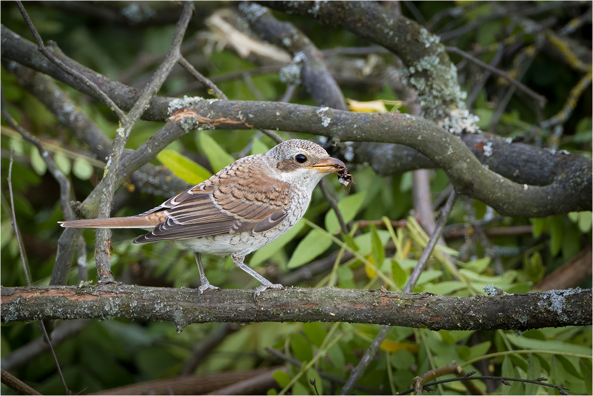 Neuntöter (Lanius collurio) mit Beute.

Canon EOS R5m2
EF500mm f/4L IS USM +1.4x III (700 mm)
1/640 sek, ISO: 800, F6.3, +0.0
Aufnahmedatum: 29.08.2025 16:17 Uhr

Canon-Einstellungen:
Belichtungsmodus: Av (Blendenpriorität)
AF-Methode: AF flexible Zone 1 mit Motiverkennung
AF Case: Auto
AF-Betrieb: AI Servo AF
Augenerkennung: Ein
Motiverkennung: Tiere
Focus-Distanz: 16.52 m - 19.16 m
Bildqualität: CRAW
Auslöser-Modus: Electronic
Aufnahmeart: Serienaufnahme
Stabilisierung: Ein (2)
Kamera Temp.: 46 C

Bearbeitung: 
#Lightroom #Photoshop #Topazlabs #PhotoSupreme

Synonyme:
Rotrückenwürger, Rotrückiger Würger, Dorndreher

Taxonomie:
Reich: Tier (Animalia)
Stamm: Chordatier (Chordata)
Klasse: Vogel (Aves)
Ordnung: Sperlingsvogel (Passeriformes)
Unterordnung: Singvogel (Passeri)
Familie: Würger (Laniidae)
Gattung: Würger (Lanius)

#naturfotografenregion10 #photography #naturephotography #naturfotografie #naturfotografie_deutschland #wildlife #natur #naturfoto #canon #canondeutschland
#Neuntöter