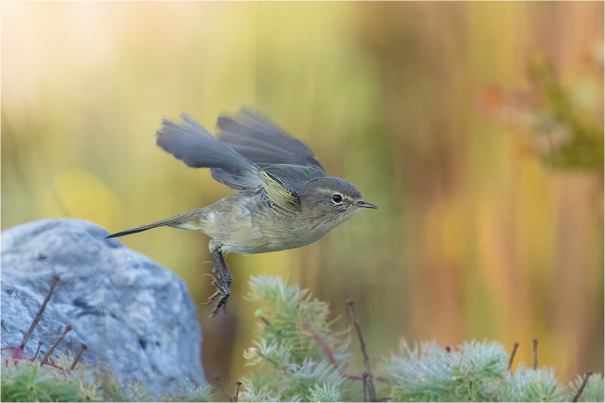 Weidenlaubsänger (Phylloscopus collybita) im Garten.

Canon EOS R5m2
RF100-500mm F4.5-7.1 L IS USM (500 mm)
1/2000 sek, ISO: 4000 (AutoISO), F8.0, +0.0
Aufnahmedatum: 21.09.2025 08:15 Uhr

Canon-Einstellungen:
Belichtungsmodus: M (Manuell)
AF-Methode: Spot AF ohne Motiverkennung
AF Case: Auto
AF-Betrieb: AI Servo AF
Augenerkennung: Aus
Motiverkennung: None
Focus-Distanz: 9.16 m - 10.28 m
Bildqualität: CRAW
Auslöser-Modus: Electronic
Aufnahmeart: Serienaufnahme
Stabilisierung: Ein (2)
Kamera Temp.: 41 C

Bearbeitung: 
#Lightroom #Photoshop #Topazlabs #PhotoSupreme

Synonyme:
Zilpzalp

Taxonomie:
Reich: Tier (Animalia)
Stamm: Chordatier (Chordata)
Klasse: Vogel (Aves)
Ordnung: Sperlingsvogel (Passeriformes)
Unterordnung: Singvogel (Passeri)
Familie: Grasmückenartig

#naturfotografenregion10 #photography #naturephotography #naturfotografie #naturfotografie_deutschland #wildlife #natur #naturfoto #canon #canondeutschland
#Weidenlaubsänger