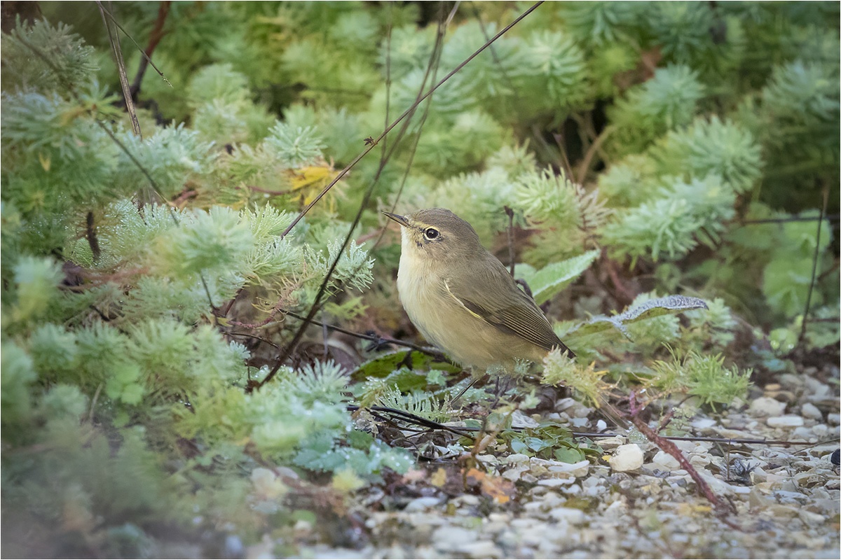 Weidenlaubsänger (Phylloscopus collybita)

Canon EOS R5m2
RF100-500mm F4.5-7.1 L IS USM (500 mm)
1/2000 sek, ISO: 6400 (AutoISO), F8.0, +0.0
Aufnahmedatum: 21.09.2025 08:16 Uhr

Canon-Einstellungen:
Belichtungsmodus: M (Manuell)
AF-Methode: AF gesamter Bereich mit Motiverkennung
AF Case: Auto
AF-Betrieb: AI Servo AF
Augenerkennung: Ein
Motiverkennung: Tiere
Focus-Distanz: 9.16 m - 10.28 m
Bildqualität: CRAW
Auslöser-Modus: Electronic
Aufnahmeart: Serienaufnahme
Stabilisierung: Ein (2)
Kamera Temp.: 41 C

Bearbeitung: 
#Lightroom #Photoshop #Topazlabs #PhotoSupreme

Synonyme:
Zilpzalp

Taxonomie:
Reich: Tier (Animalia)
Stamm: Chordatier (Chordata)
Klasse: Vogel (Aves)
Ordnung: Sperlingsvogel (Passeriformes)
Unterordnung: Singvogel (Passeri)
Familie: Grasmückenartig

#naturfotografenregion10 #photography #naturephotography #naturfotografie #naturfotografie_deutschland #wildlife #natur #naturfoto #canon #canondeutschland
#Weidenlaubsänger