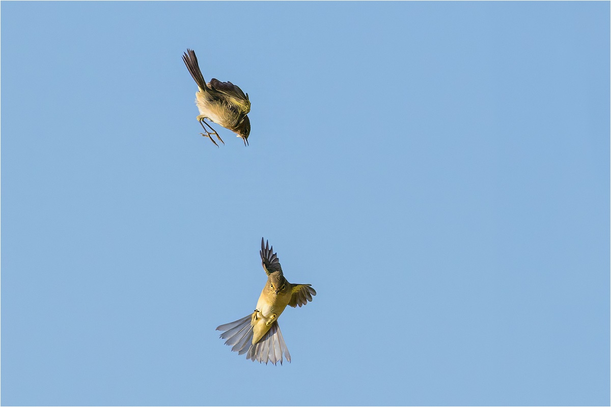 Bei den Weidenlaubsängern (Phylloscopus collybita) war Action angesagt.

Canon EOS R5m2
RF100-500mm F4.5-7.1 L IS USM (500 mm)
1/5000 sek, ISO: 1000 (AutoISO), F8.0, +0.0
Aufnahmedatum: 21.09.2025 08:41 Uhr

Canon-Einstellungen:
Belichtungsmodus: M (Manuell)
AF-Methode: Spot AF ohne Motiverkennung
AF Case: Auto
AF-Betrieb: AI Servo AF
Augenerkennung: Aus
Motiverkennung: None
Focus-Distanz: 20.95 m - 25.13 m
Bildqualität: CRAW
Auslöser-Modus: Electronic
Aufnahmeart: Serienaufnahme
Stabilisierung: Ein (2)
Kamera Temp.: 38 C

Bearbeitung: 
#Lightroom #Photoshop #Topazlabs #PhotoSupreme

Synonyme:
Zilpzalp

Taxonomie:
Reich: Tier (Animalia)
Stamm: Chordatier (Chordata)
Klasse: Vogel (Aves)
Ordnung: Sperlingsvogel (Passeriformes)
Unterordnung: Singvogel (Passeri)
Familie: Grasmückenartig

#naturfotografenregion10 #photography #naturephotography #naturfotografie #naturfotografie_deutschland #wildlife #natur #naturfoto #canon #canondeutschland
#Weidenlaubsänger
