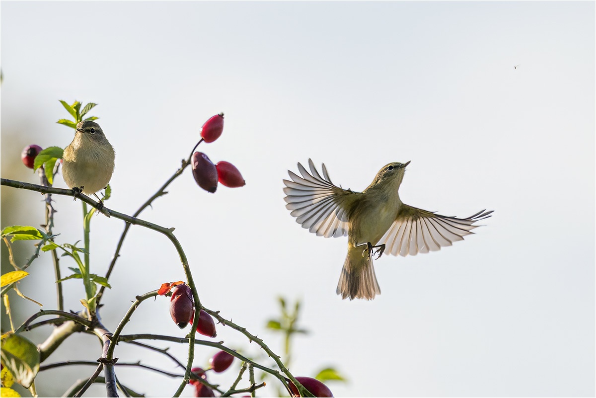 Im Garten waren mindestens zwei Pärchen der Weidenlaubsänger (Phylloscopus collybita) und haben nach Insekten gejagt. Könnt ihr die Beute erkennen?

Canon EOS R5m2
RF100-500mm F4.5-7.1 L IS USM (500 mm)
1/5000 sek, ISO: 1250 (AutoISO), F8.0, +1.0
Aufnahmedatum: 21.09.2025 09:19 Uhr

Canon-Einstellungen:
Belichtungsmodus: M (Manuell)
AF-Methode: Spot AF ohne Motiverkennung
AF Case: Auto
AF-Betrieb: AI Servo AF
Augenerkennung: Aus
Motiverkennung: None
Focus-Distanz: 11.71 m - 13.6 m
Bildqualität: CRAW
Auslöser-Modus: Electronic
Aufnahmeart: Serienaufnahme
Stabilisierung: Ein (2)
Kamera Temp.: 43 C

Bearbeitung: 
#Lightroom #Photoshop #Topazlabs #PhotoSupreme

Synonyme:
Hagrose, Heckenrose, Heiderose, Hagebutte
Zilpzalp

Taxonomie:
Reich: Tier (Animalia)
Stamm: Chordatier (Chordata)
Klasse: Vogel (Aves)
Ordnung: Sperlingsvogel (Passeriformes)
Unterordnung: Singvogel (Passeri)
Familie: Grasmückenartig

#naturfotografenregion10 #photography #naturephotography #naturfotografie #naturfotografie_deutschland #wildlife #natur #naturfoto #canon #canondeutschland
#Weidenlaubsänger