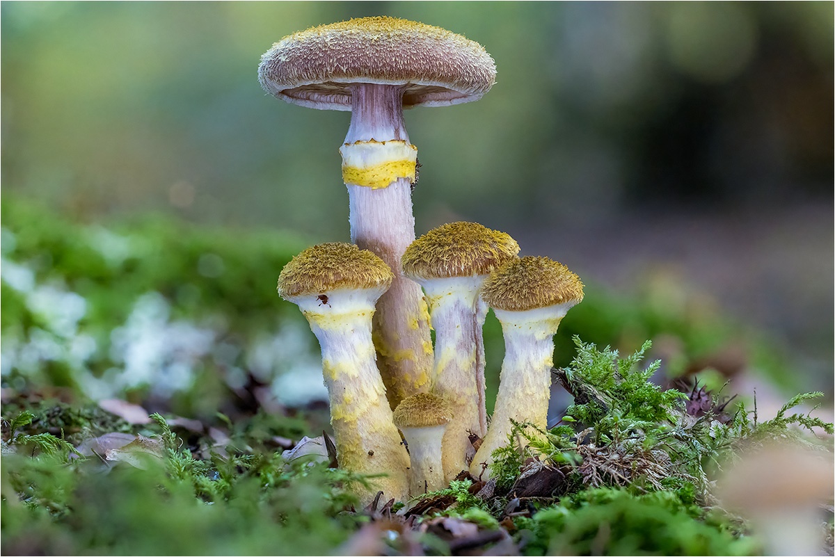 Hallimasch (Armillaria sp.). Das Blatt war schon dort. Aber zugegeben ich habe es etwas in die Mitte gerückt. 🙂

Canon EOS R5m2
RF100mm F2.8 L MACRO IS USM (100.0 mm)
1/100 sek, ISO: 4000, F4.5, +0.0
Aufnahmedatum: 16.10.2025 10:32 Uhr

Bearbeitung: 
#FocusStacking #HeliconFocus (B,R8,S4 20) #Lightroom #Photoshop #Topazlabs #PhotoSupreme

Taxonomie:
Reich: Pilze (Fungi)
Stamm: Ständerpilze (Basidiomycota)
Klasse: Agaricomycetes
Ordnung: Champignonartige (Agaricales)
Familie: Physalacriaceae
Gattung: Hallimasche (Armillaria)

#naturfotografenregion10 #photography #naturephotography #naturfotografie #naturfotografie_deutschland #wildlife #natur #naturfoto #canon #canondeutschland
#Hallimasch #macro #makrofotografie #macrophotography #mushroomphotography #pilze #fungi #pilzfotografie
