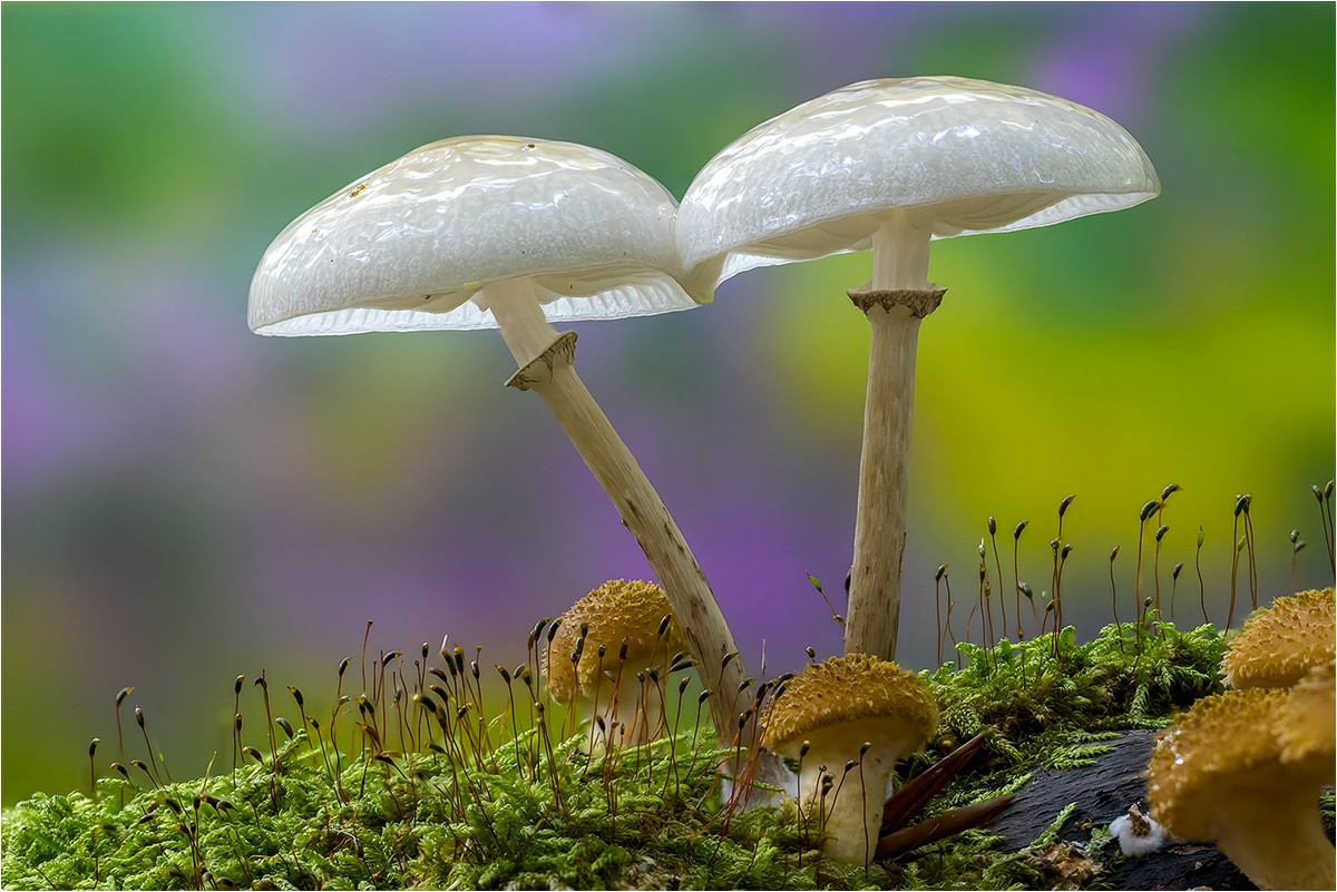 Buchen-Schleimrübling (Mucidula mucida) und Hallimasch (Armillaria sp.).

Canon EOS R5m2
RF100mm F2.8 L MACRO IS USM (100.0 mm)
1/125 sek, ISO: 2500, F4.5, +0.0
Hintergrundkarte
Aufnahmedatum: 16.10.2025 10:11 Uhr

Bearbeitung: 
#FocusStacking #HeliconFocus (B,R8,S4 20) #Lightroom #Photoshop #Topazlabs #PhotoSupreme

Synonyme:
Beringte Schleimrübling

Taxonomie:
Reich: Pilze (Fungi)
Stamm: Ständerpilze (Basidiomycota)
Klasse: Agaricomycetes
Ordnung: Champignonartige (Agaricales)
Familie: Champignonverwandte (Agaricaceae)
Gattung: Mucidula

#naturfotografenregion10 #photography #naturephotography #naturfotografie #naturfotografie_deutschland #wildlife #natur #naturfoto #canon #canondeutschland
#BuchenSchleimrübling #macro #makrofotografie #macrophotography #mushroomphotography #pilze #fungi #pilzfotografie