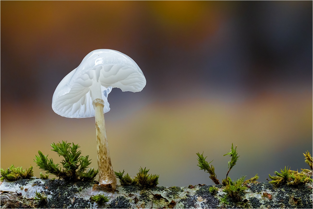 Buchen-Schleimrübling (Mucidula mucida)

Canon EOS R5m2
RF100mm F2.8 L MACRO IS USM (100.0 mm)
1/100 sek, ISO: 3200, F4.5, -0.7
Hintergrundkarte
Aufnahmedatum: 16.10.2025 11:35 Uhr

Bearbeitung: 
#FocusStacking #HeliconFocus (B,R8,S4 20) #Lightroom #Photoshop #Topazlabs #PhotoSupreme

Synonyme:
Beringte Schleimrübling

Taxonomie:
Reich: Pilze (Fungi)
Stamm: Ständerpilze (Basidiomycota)
Klasse: Agaricomycetes
Ordnung: Champignonartige (Agaricales)
Familie: Champignonverwandte (Agaricaceae)
Gattung: Mucidula

#naturfotografenregion10 #photography #naturephotography #naturfotografie #naturfotografie_deutschland #wildlife #natur #naturfoto #canon #canondeutschland
#BuchenSchleimrübling #macro #makrofotografie #macrophotography #mushroomphotography #pilze #fungi #pilzfotografie
