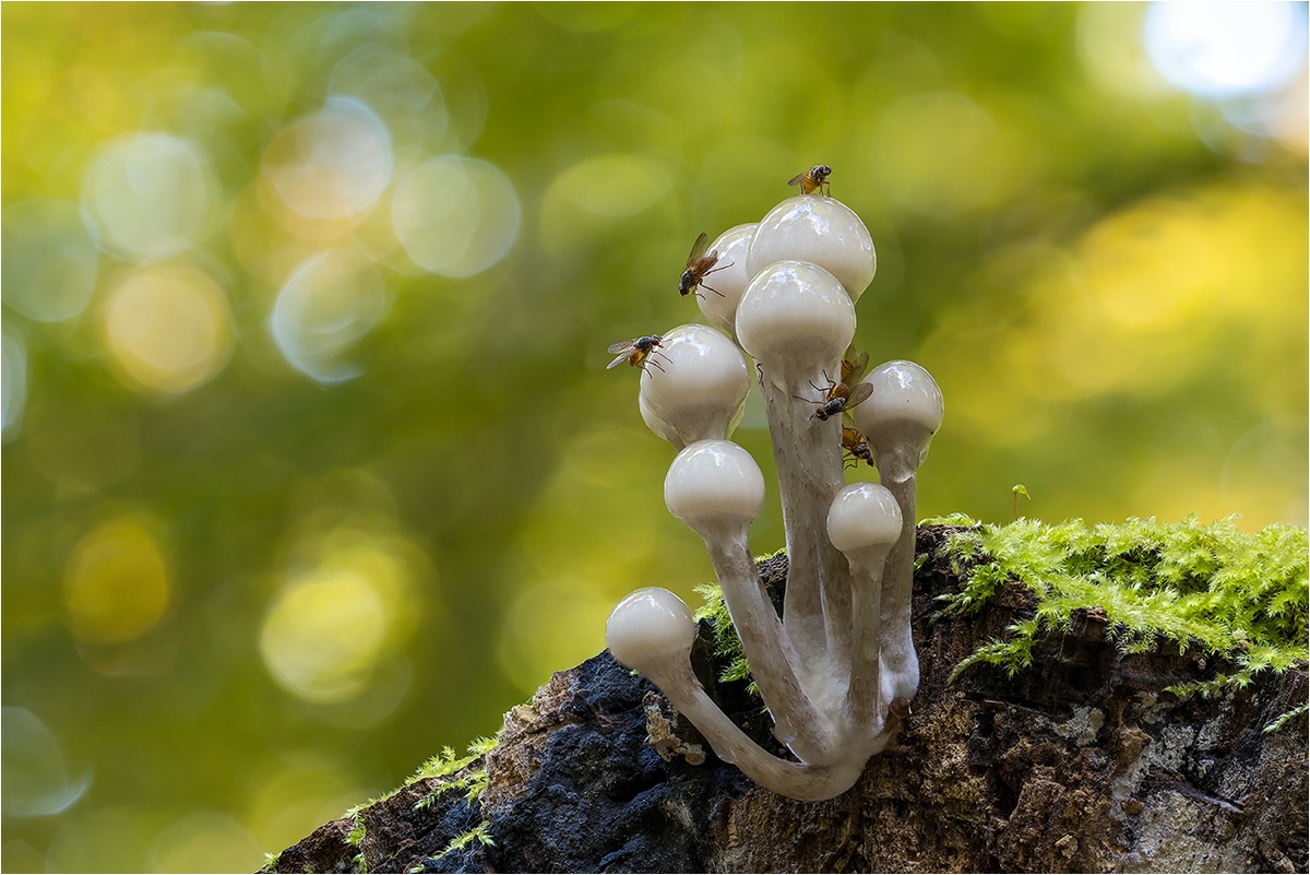 Eine Fliege der Art Phaonia subventa auf einem Buchen-Schleimrübling (Mucidula mucida).

Canon EOS R5m2
RF100mm F2.8 L MACRO IS USM (100 mm)
1/640 sek, ISO: 12500 (AutoISO), F5.6, -0.3
Aufnahmedatum: 16.10.2025 12:27 Uhr

Bearbeitung: 
#FocusStacking #HeliconFocus (n EOS R5m2_4R3A5680) #Lightroom #Photoshop #Topazlabs #PhotoSupreme

Synonyme:
Beringte Schleimrübling

Taxonomie:
Reich: Tier (Animalia)
Stamm: Gliederfüßer (Arthropoda)
Klasse: Insekt (Insecta)
Ordnung: Zweiflügler (Diptera)
Unterordnung: Fliege (Brachycera)
Familie: Echte Fliege (Muscidae)
Gattung: Mucidula

#naturfotografenregion10 #photography #naturephotography #naturfotografie #naturfotografie_deutschland #wildlife #natur #naturfoto #canon #canondeutschland
#Phaoniasubventa #macro #makrofotografie #macrophotography