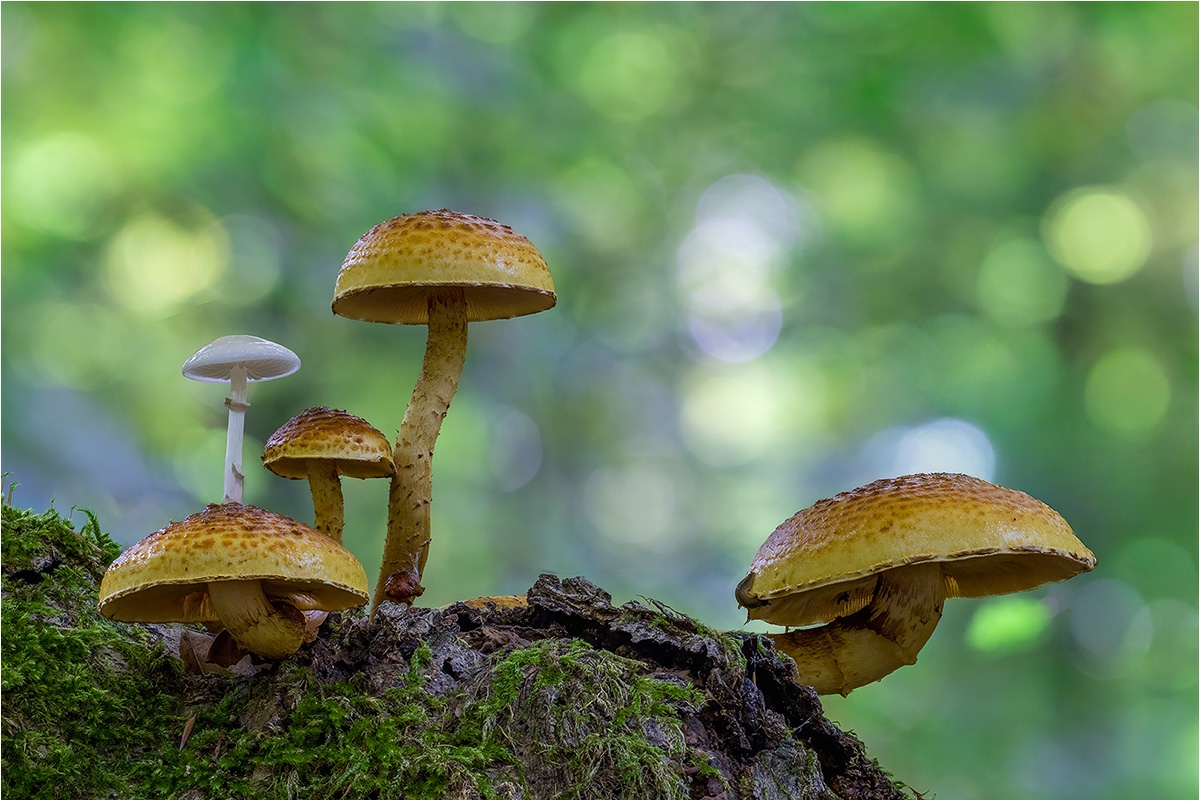 Ein Buchen-Schleimrübling (Mucidula mucida) verirrte sich unter Goldfell-Schüpplinge (Pholiota aurivella).

Canon EOS R5m2
RF100mm F2.8 L MACRO IS USM (100.0 mm)
1/125 sek, ISO: 1000, F4.5, -1.3
Aufnahmedatum: 16.10.2025 12:06 Uhr

Bearbeitung: 
#FocusStacking #HeliconFocus (B,R8,S4 20) #Lightroom #Photoshop #Topazlabs #PhotoSupreme

Synonyme:
Beringte Schleimrübling
Pholiota, cerifera

Taxonomie:
Reich: Pilze (Fungi)
Stamm: Ständerpilze (Basidiomycota)
Klasse: Agaricomycetes
Ordnung: Champignonartige (Agaricales)
Familie: Träuschlingsverwandte (Strophariaceae)
Gattung: Schüpplinge (Pholiota)

#naturfotografenregion10 #photography #naturephotography #naturfotografie #naturfotografie_deutschland #wildlife #natur #naturfoto #canon #canondeutschland
#GoldfellSchüppling #macro #makrofotografie #macrophotography #mushroomphotography #pilze #fungi #pilzfotografie