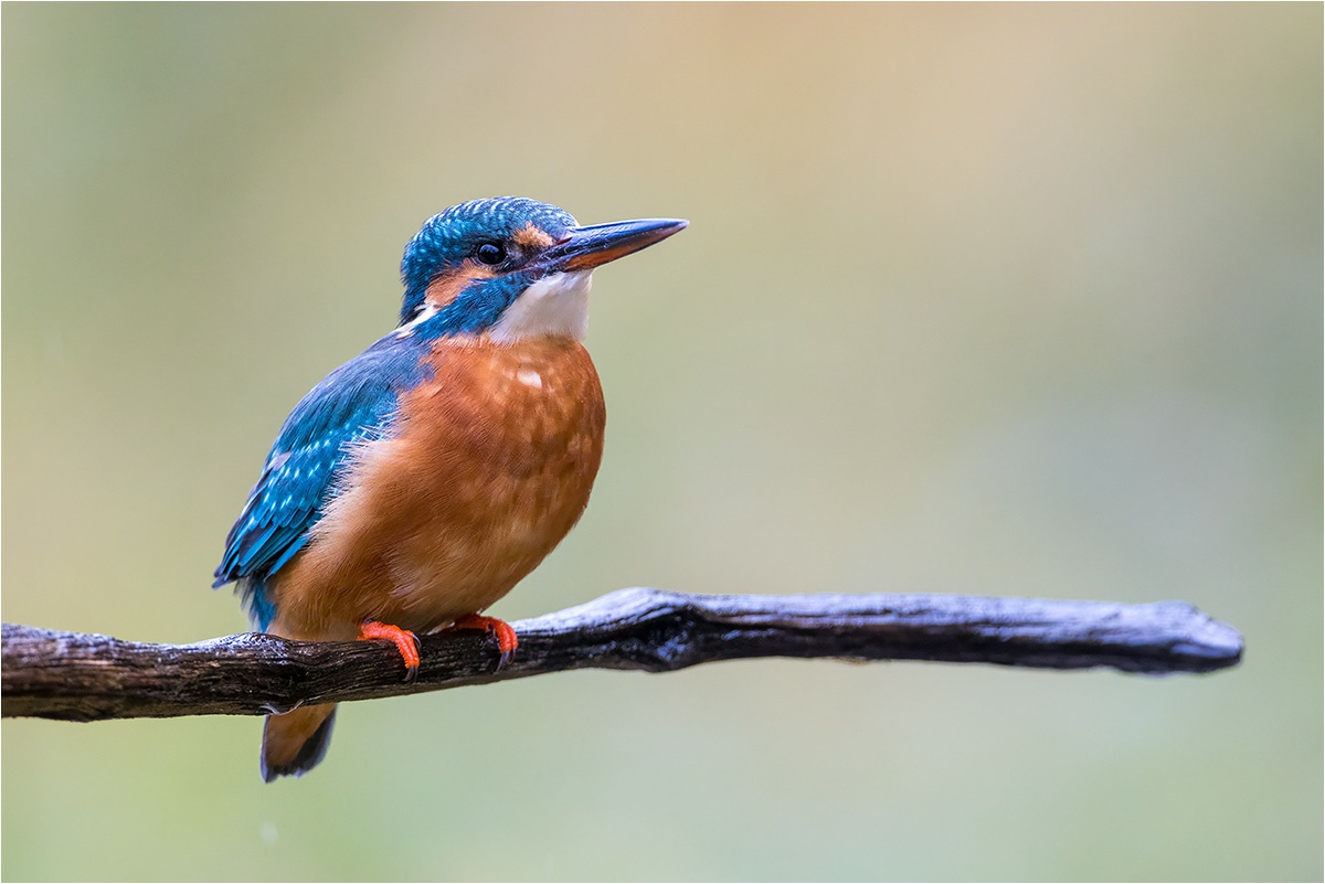 Warum denn so aggressiv? Eisvogel Weibchen (Alcedo atthis).

Canon EOS R5m2
RF100-500mm F4.5-7.1 L IS USM (400 mm)
1/3200 sek, ISO: 1250 (AutoISO), F6.3, +0.0
Aufnahmedatum: 26.10.2025 13:10 Uhr

Canon-Einstellungen:
Belichtungsmodus: M (Manuell)
AF-Methode: AF gesamter Bereich mit Motiverkennung
Anzahl Fokuspunkte: 1
AF Case: Auto
AF-Betrieb: AI Servo AF
Augenerkennung: Ein
Motiverkennung: Tiere
Focus-Distanz: 6.64 m - 7.42 m
Bildqualität: CRAW
Auslöser-Modus: Electronic
Aufnahmeart: Serienaufnahme
Stabilisierung: Ein (2)
Kamera Temp.: 33 C

Bearbeitung: 
#Lightroom #Photoshop #Topazlabs #PhotoSupreme

Synonyme:
Meisterfischer, Königsfischer, blauer Blitz, fliegender Edelstein, Kingfischer

Taxonomie:
Reich: Tier (Animalia)
Stamm: Chordatier (Chordata)
Klasse: Vogel (Aves)
Ordnung: Rackenvogel (Coraciiformes)
Familie: Eisvögel (Alcedinidae)
Gattung: Alcedo

#naturfotografenregion10 #photography #naturephotography #naturfotografie #naturfotografie_deutschland #wildlife #natur #naturfoto #canon #canondeutschland
#Eisvogel