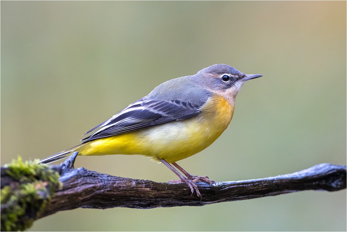 Gebirgsstelze (Motacilla cinerea)

Canon EOS R5m2
EF500mm f/4L IS USM +1.4x III (700 mm)
1/800 sek, ISO: 3200 (AutoISO), F6.3, +0.0
Aufnahmedatum: 26.10.2025 10:58 Uhr

Canon-Einstellungen:
Belichtungsmodus: M (Manuell)
AF-Methode: AF gesamter Bereich mit Motiverkennung
AF Case: Auto
AF-Betrieb: AI Servo AF
Augenerkennung: Ein
Motiverkennung: Tiere
Focus-Distanz: 7.11 m - 7.52 m
Bildqualität: CRAW
Auslöser-Modus: Electronic
Aufnahmeart: Serienaufnahme
Stabilisierung: Aus (2)
Kamera Temp.: 29 C

Bearbeitung: 
#Lightroom #Photoshop #Topazlabs #PhotoSupreme

Synonyme:
Bergstelze 

Taxonomie:
Reich: Tier (Animalia)
Stamm: Chordatier (Chordata)
Klasse: Vogel (Aves)
Ordnung: Sperlingsvogel (Passeriformes)
Unterordnung: Singvogel (Passeri)
Familie: Stelzen und Pieper (Motacillidae)
Gattung: Stelzen (Motacilla)

#naturfotografenregion10 #photography #naturephotography #naturfotografie #naturfotografie_deutschland #wildlife #natur #naturfoto #canon #canondeutschland
#Gebirgsstelze