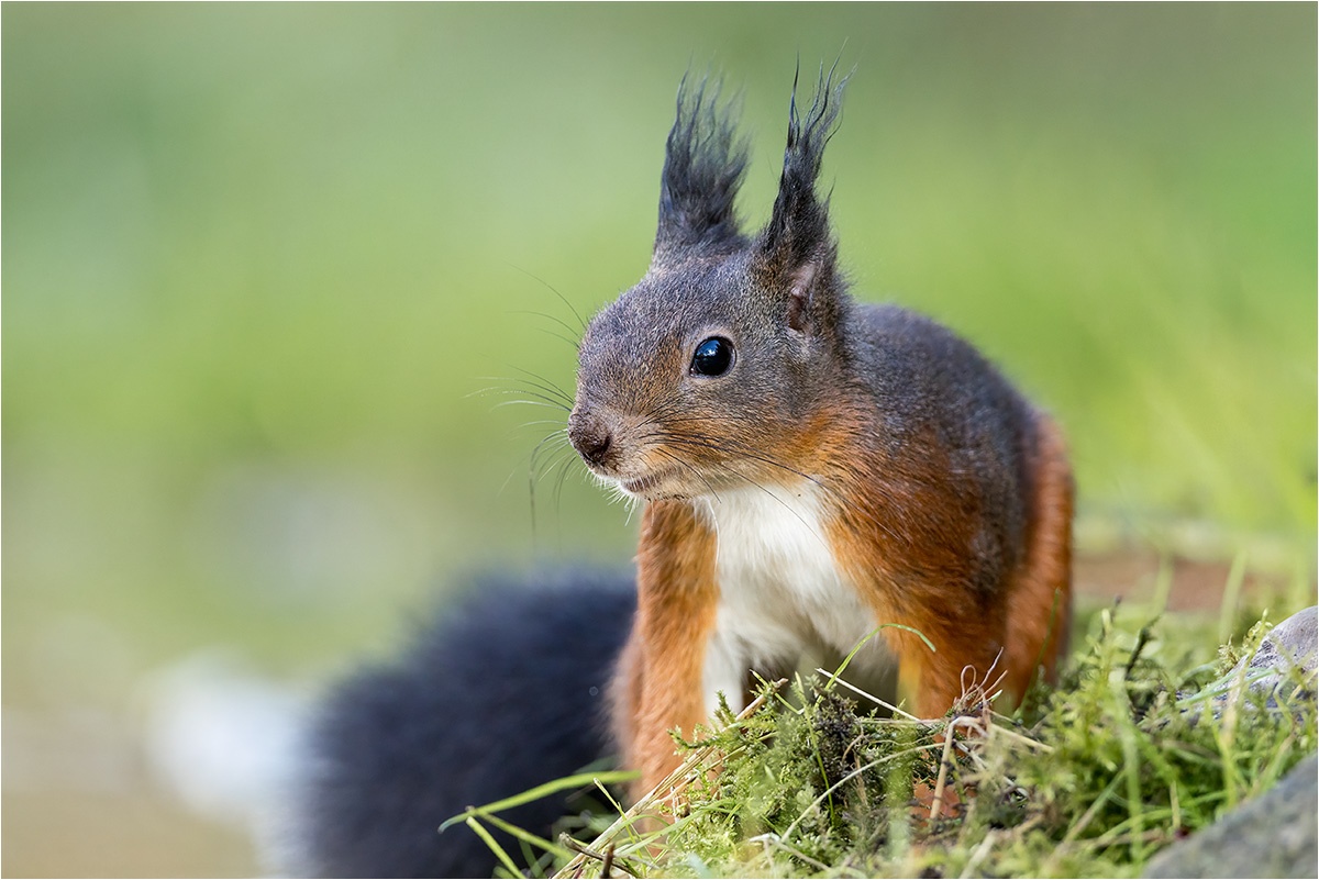 Was man nicht alles beim Eisvogelshooting als Beifang erwicht. Ein Eurasisches Eichhörnchen (Sciurus vulgaris).

Canon EOS R5m2
EF500mm f/4L IS USM +1.4x III (700 mm)
1/800 sek, ISO: 3200 (AutoISO), F6.3, +0.0
Aufnahmedatum: 26.10.2025 11:50 Uhr

Canon-Einstellungen:
Belichtungsmodus: M (Manuell)
AF-Methode: AF gesamter Bereich mit Motiverkennung
AF Case: Auto
AF-Betrieb: AI Servo AF
Augenerkennung: Ein
Motiverkennung: Tiere
Focus-Distanz: 6.41 m - 6.74 m
Bildqualität: CRAW
Auslöser-Modus: Electronic
Aufnahmeart: Serienaufnahme
Stabilisierung: Aus (2)
Kamera Temp.: 31 C

Bearbeitung: 
#Lightroom #Photoshop #Topazlabs #PhotoSupreme

Synonyme:
Europäisches Eichhörnchen

Taxonomie:
Reich: Tier (Animalia)
Stamm: Chordatier (Chordata)
Klasse: Säugetier (Mammalia)
Ordnung: Nagetiere (Rodentia)
Unterordnung: Hörnchenverwandte (Sciuromorpha)
Familie: Hörnchen (Sciuridae)
Gattung: Eichhörnchen (Sciurus)

#naturfotografenregion10 #photography #naturephotography #naturfotografie #naturfotografie_deutschland #wildlife #natur #naturfoto #canon #canondeutschland
#EurasischeEichhörnchen