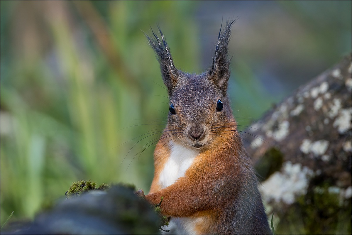 Trotz Sichtkontakt blieb es entspannt. Ein Eurasische Eichhörnchen (Sciurus vulgaris).

Canon EOS R5m2
EF500mm f/4L IS USM +1.4x III (700 mm)
1/800 sek, ISO: 2500 (AutoISO), F6.3, +0.0
Aufnahmedatum: 26.10.2025 11:54 Uhr

Canon-Einstellungen:
Belichtungsmodus: M (Manuell)
AF-Methode: AF gesamter Bereich mit Motiverkennung
Anzahl Fokuspunkte: 1
AF Case: Auto
AF-Betrieb: AI Servo AF
Augenerkennung: Ein
Motiverkennung: Tiere
Focus-Distanz: 6.12 m - 6.41 m
Bildqualität: CRAW
Auslöser-Modus: Electronic
Aufnahmeart: Serienaufnahme
Stabilisierung: Aus (2)
Kamera Temp.: 34 C

Bearbeitung: 
#Lightroom #Photoshop #Topazlabs #PhotoSupreme

Synonyme:
Europäisches Eichhörnchen

Taxonomie:
Reich: Tier (Animalia)
Stamm: Chordatier (Chordata)
Klasse: Säugetier (Mammalia)
Ordnung: Nagetiere (Rodentia)
Unterordnung: Hörnchenverwandte (Sciuromorpha)
Familie: Hörnchen (Sciuridae)
Gattung: Eichhörnchen (Sciurus)

#naturfotografenregion10 #photography #naturephotography #naturfotografie #naturfotografie_deutschland #wildlife #natur #naturfoto #canon #canondeutschland
#EurasischeEichhörnchen