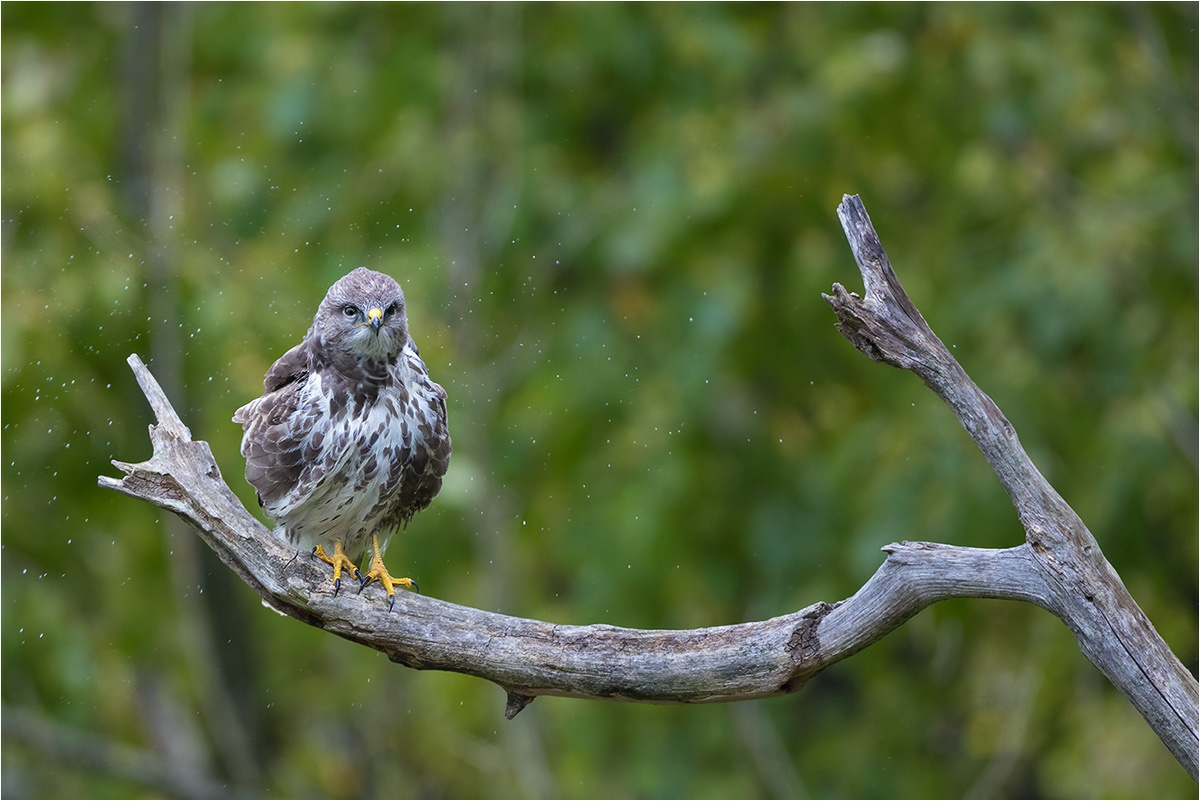 Da muss man sich mal den Regen abschütteln. Mäusebussard (Buteo buteo).

Canon EOS R5m2
EF500mm f/4L IS USM (500 mm)
1/1000 sek, ISO: 1250 (AutoISO), F4.0, -0.7
Aufnahmedatum: 26.10.2025 15:53 Uhr

Canon-Einstellungen:
Belichtungsmodus: M (Manuell)
AF-Methode: AF gesamter Bereich mit Motiverkennung
Anzahl Fokuspunkte: 1
AF Case: Auto
AF-Betrieb: AI Servo AF
Augenerkennung: Ein
Motiverkennung: Tiere
Focus-Distanz: 28.37 m - 37.49 m
Bildqualität: CRAW
Auslöser-Modus: Electronic
Aufnahmeart: Serienaufnahme
Stabilisierung: Ein (2)
Kamera Temp.: 43 C

Bearbeitung: 
#Lightroom #Photoshop #Topazlabs #PhotoSupreme

Taxonomie:
Reich: Tier (Animalia)
Stamm: Chordatier (Chordata)
Klasse: Vogel (Aves)
Ordnung: Greifvögel (Accipitriformes)
Familie: Habichtartige (Accipitridae)
Gattung: Bussarde (Buteo)

#naturfotografenregion10 #photography #naturephotography #naturfotografie #naturfotografie_deutschland #wildlife #natur #naturfoto #canon #canondeutschland
#Mäusebussard