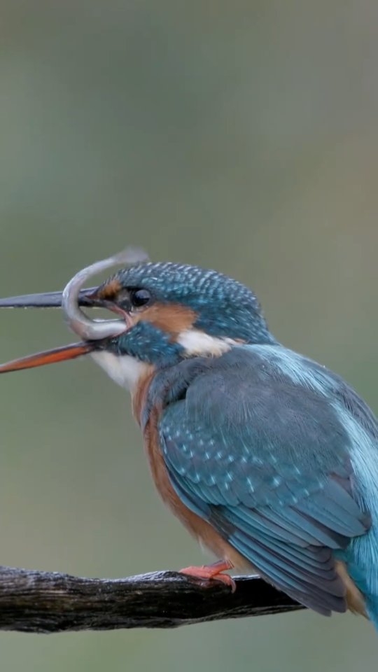 Spektakulärer Sturzflug eines Eisvogels - 🐦

#Eisvogel #Kingfisher #Naturdokumentation #WildlifeDocumentary #NatureDocumentary #Tierdokumentation #WildlifeFilm #Naturerlebnis #Naturfilm #Naturvideo #Tierfilm #Documentary #Dokumentation #Filmcut #Wildlife #FaszinationNatur