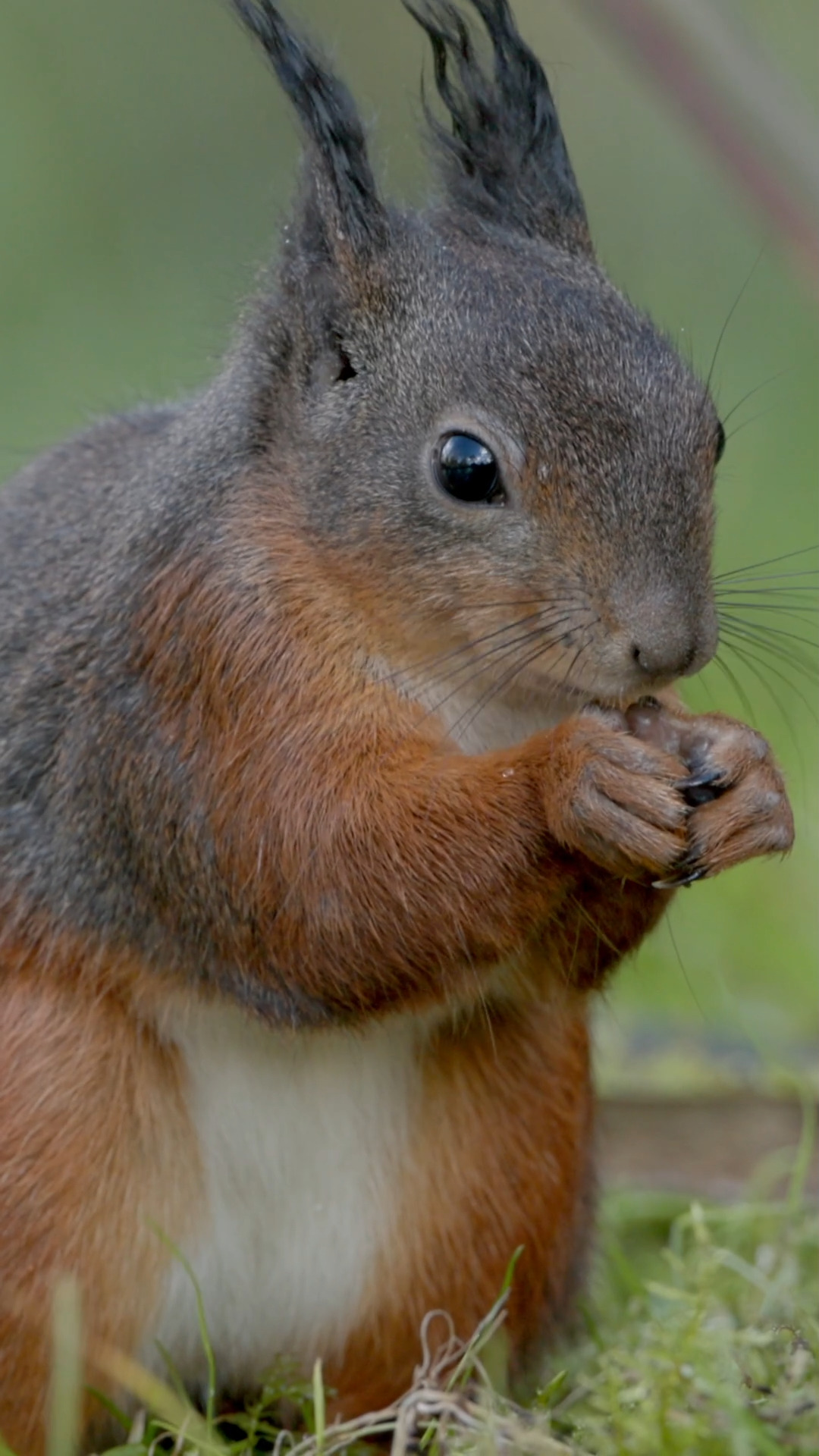 Ein niedliches Eichhörnchen wird von einem Mäusebussard beobachtet.
A cute squirrel is watched by a common buzzard.

#Eichhörnchen #Squirrel #Mäusebussard #Naturdokumentation #WildlifeDocumentary #NatureDocumentary #Tierdokumentation #WildlifeFilm #Naturerlebnis #Naturfilm #Naturvideo #Tierfilm #Documentary #Dokumentation #Filmcut #Wildlife #FaszinationNatur