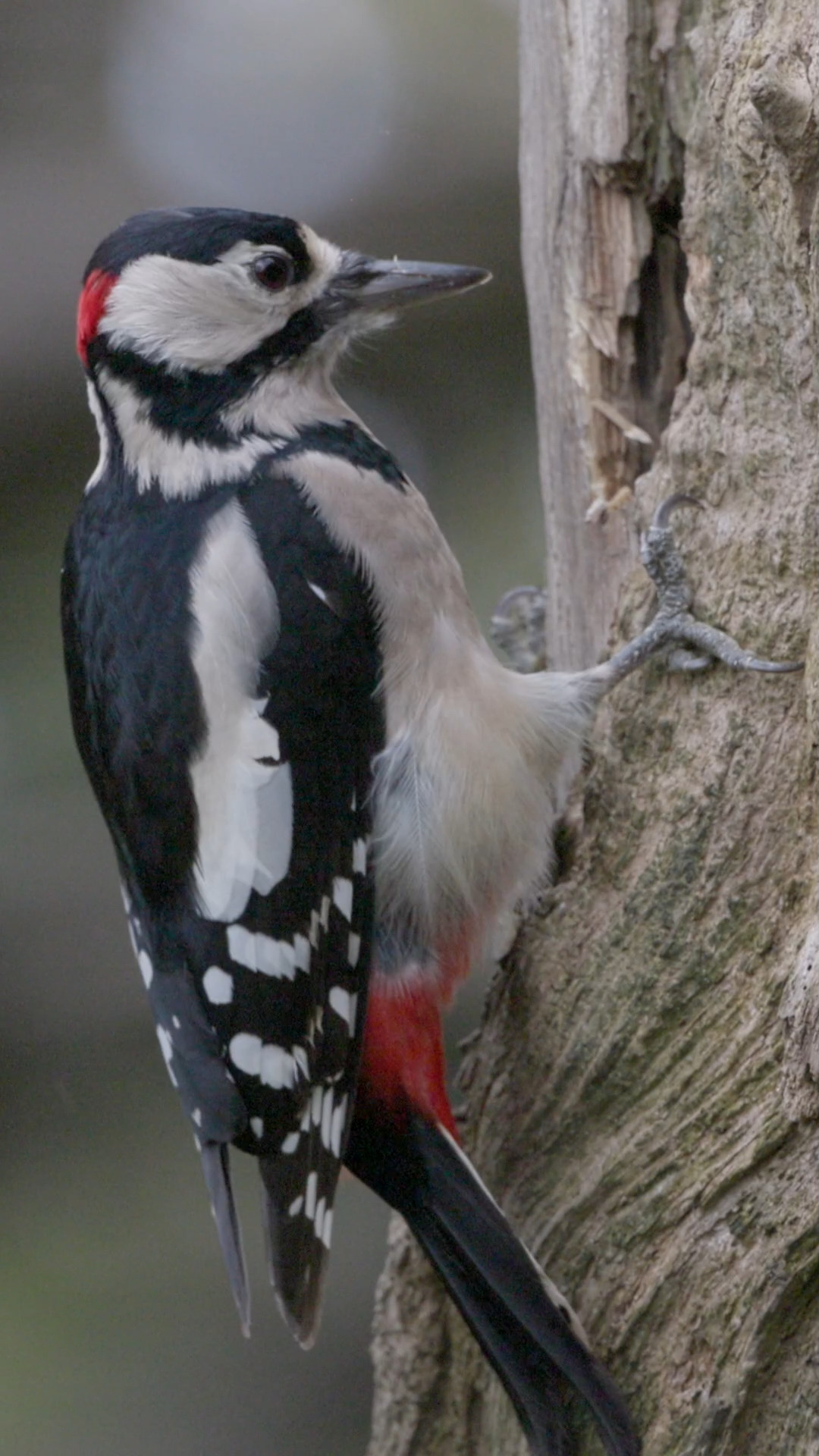 Buntspecht als Baumeister

#Buntspecht #Naturdokumentation #WildlifeDocumentary #NatureDocumentary #Tierdokumentation #WildlifeFilm #Naturerlebnis #Naturfilm #Naturvideo #Tierfilm #Documentary #Dokumentation #Filmcut #Wildlife #FaszinationNatur