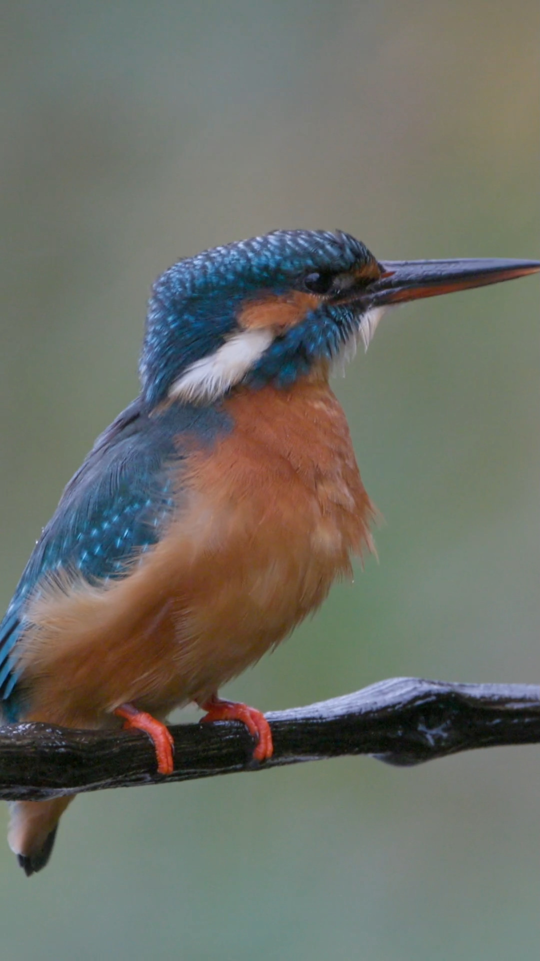 Seltener Moment - Eisvogel auf dem Ansitz.

#Eisvogel #Kingfisher #Naturdokumentation #WildlifeDocumentary #NatureDocumentary #Tierdokumentation #WildlifeFilm #Naturerlebnis #Naturfilm #Naturvideo #Tierfilm #Documentary #Dokumentation #Filmcut #Wildlife #FaszinationNatur