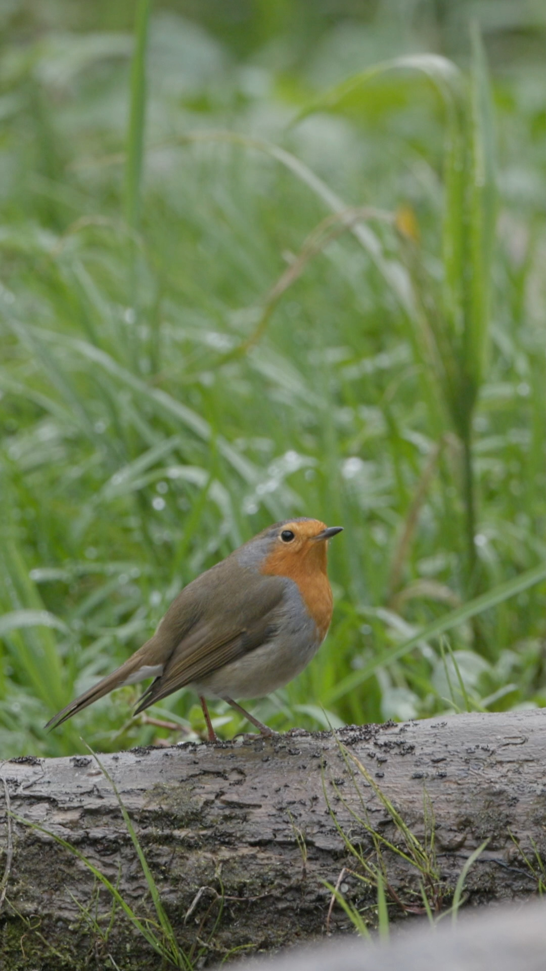Beifang beim Eisvogelshooting.
Bycatch during kingfisher shooting.

#Rotkehlchen #Blaumeise #Kleiber #Naturdokumentation #WildlifeDocumentary #NatureDocumentary #Tierdokumentation #WildlifeFilm #Naturerlebnis #Naturfilm #Naturvideo #Tierfilm #Documentary #Dokumentation #Filmcut #Wildlife #FaszinationNatur
