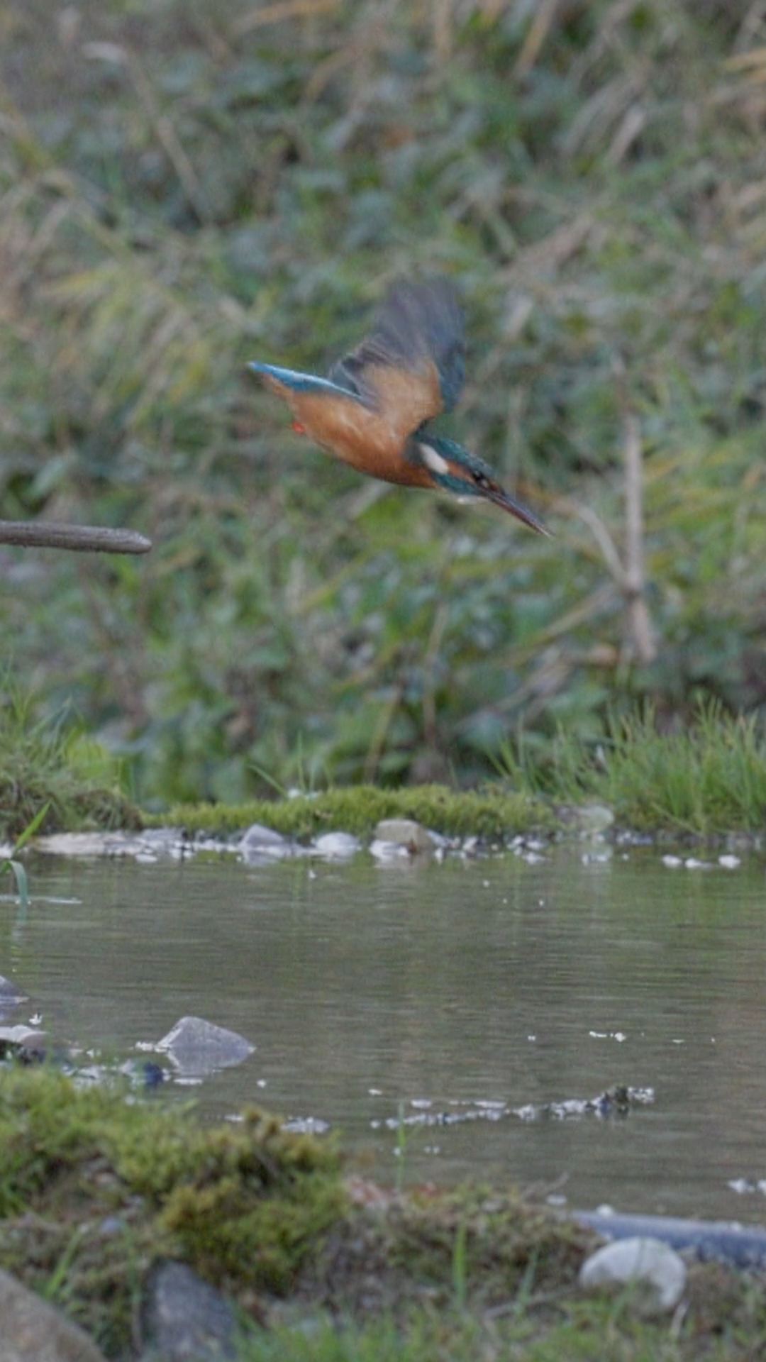 Unglaublicher Moment: Eisvogel schlägt blitzschnell zu! ⚡🐟 (Slow Motion)

In beeindruckender Zeitlupe sieht man, wie der Eisvogel ins Wasser stürzt, seine Beute präzise packt und sie am Ast betäubt. Absolute Perfektion der Natur!

Incredible moment: Kingfisher strikes at lightning speed! ⚡🐟 (Slow Motion)

In impressive slow motion you can see how the kingfisher plunges into the water, grabs its prey precisely and stuns it on the branch. Absolute perfection of nature!

#Eisvogel #Kingfisher #Natur #Wildlife #WildlifePhotography
#NatureLovers #SlowMotion #Tierwelt #Vogelbeobachtung
#NatureVideo #WildlifeVideo #Naturmoment #Tierliebe
#ReelsDeutschland #Shorts #Naturliebe #FaszinationNatur