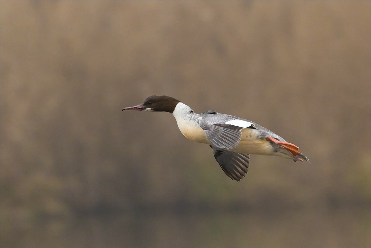 Gänsesäger (Mergus merganser) Weibchen im Anflug.

Canon EOS R5m2
RF100-500mm F4.5-7.1 L IS USM (500 mm)
1/500 sek, ISO: 4000 (AutoISO), F7.1, +0.0
Aufnahmedatum: 04.12.2025 09:43 Uhr

Canon-Einstellungen:
Belichtungsmodus: M (Manuell)
AF-Methode: AF flexible Zone 1 mit Motiverkennung
Anzahl Fokuspunkte: 1
AF Case: Auto
AF-Betrieb: AI Servo AF
Augenerkennung: Ein
Motiverkennung: Tiere
Focus-Distanz: 33.49 m - 55.78 m
Bildqualität: CRAW
Auslöser-Modus: Electronic
Aufnahmeart: Serienaufnahme
Stabilisierung: Ein (2)
Kamera Temp.: 21 C

Bearbeitung: 
#Lightroom #Photoshop #Topazlabs #PhotoSupreme

Taxonomie:
Reich: Tier (Animalia)
Stamm: Chordatier (Chordata)
Klasse: Vogel (Aves)
Ordnung: Gänsevogel (Anseriformes)
Familie: Entenvogel (Anatidae)
Gattung: Säger (Mergus)

#naturfotografenregion10 #photography #naturephotography #naturfotografie #naturfotografie_deutschland #wildlife #natur #naturfoto #canon #canondeutschland
#Gänsesäger