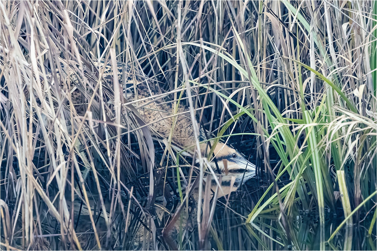 Rohrdommel (Botaurus stellaris)

Canon EOS R5m2
RF100-500mm F4.5-7.1 L IS USM (500 mm)
1/800 sek, ISO: 8000 (AutoISO), F7.1, +0.3
Aufnahmedatum: 04.12.2025 14:27 Uhr

Canon-Einstellungen:
Belichtungsmodus: M (Manuell)
AF-Methode: Spot AF ohne Motiverkennung
Anzahl Fokuspunkte: 1
AF Case: Auto
AF-Betrieb: AI Servo AF
Augenerkennung: Aus
Motiverkennung: None
Focus-Distanz: 25.13 m - 33.49 m
Bildqualität: CRAW
Auslöser-Modus: Electronic
Aufnahmeart: Serienaufnahme
Stabilisierung: Ein (2)
Kamera Temp.: 15 C

Bearbeitung: 
#Lightroom #Photoshop #Topazlabs #PhotoSupreme

Synonyme:
Moorochse, Wasserochse, Riedochse, Mooskuh

Taxonomie:
Reich: Tier (Animalia)
Stamm: Chordatier (Chordata)
Klasse: Vogel (Aves)
Ordnung: Pelecaniformes
Familie: Reiher (Ardeidae)
Gattung: Dommeln (Botaurus)

#naturfotografenregion10 #photography #naturephotography #naturfotografie #naturfotografie_deutschland #wildlife #natur #naturfoto #canon #canondeutschland
#Rohrdommel