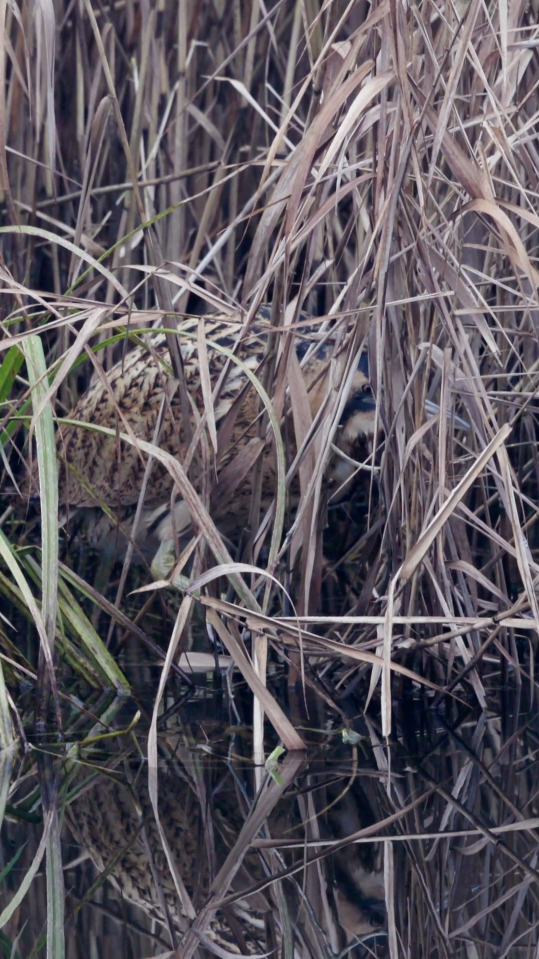 Mehr ist von der Rohrdommel meist nicht zu sehen.

#Naturdokumentation #WildlifeDocumentary #NatureDocumentary #Tierdokumentation #WildlifeFilm #Naturerlebnis #Naturfilm #Naturvideo #Tierfilm #Documentary #Dokumentation #Filmcut #Wildlife #FaszinationNatur