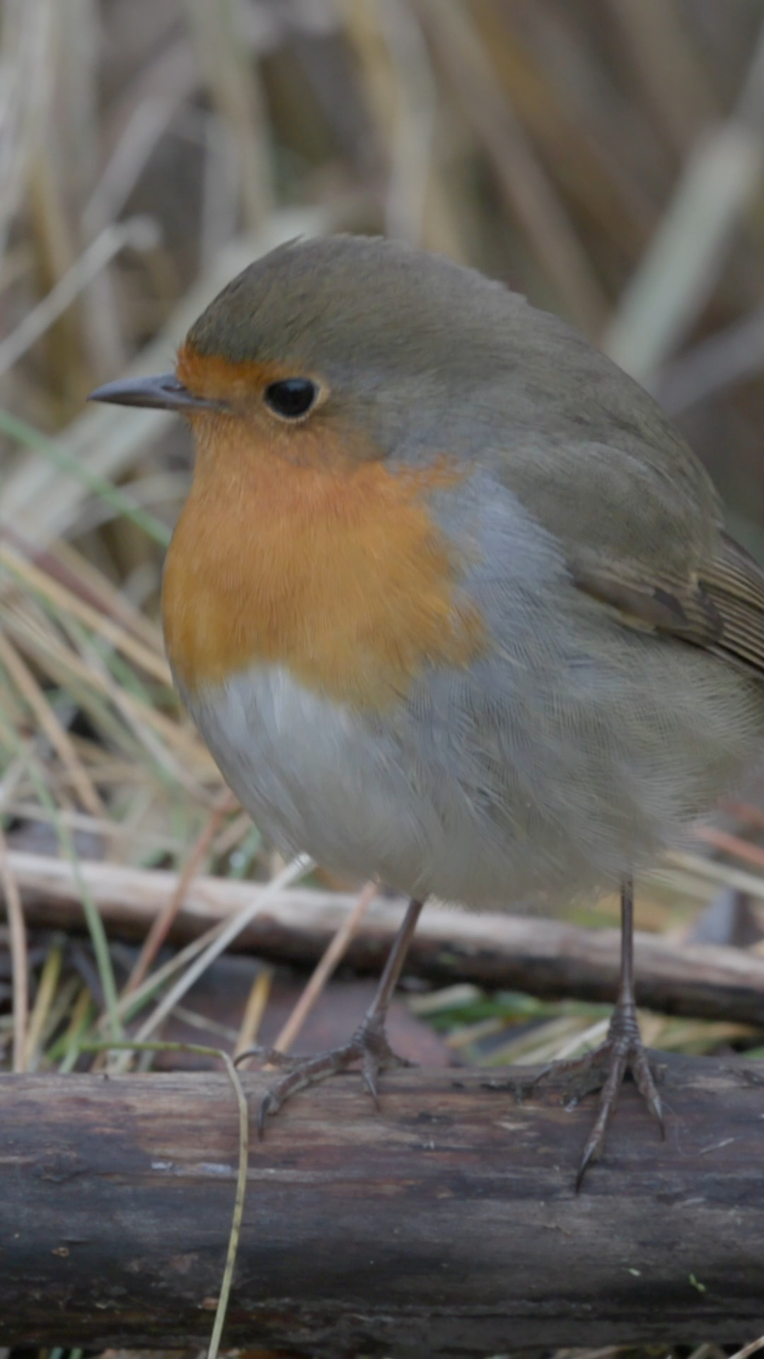 Rotkehlchen - Robin

#Naturdokumentation #WildlifeDocumentary #NatureDocumentary #Tierdokumentation #WildlifeFilm #Naturerlebnis #Naturfilm #Naturvideo #Tierfilm #Documentary #Dokumentation #Filmcut #Wildlife #FaszinationNatur #Rotkehlchen #Robin