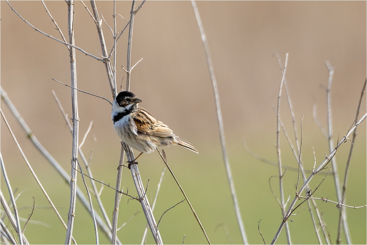 Die Rohrammer (Emberiza schoeniclus) wird auch Rohrspatz genannt.

Canon EOS R5m2
EF500mm f/4L IS USM +1.4x III (700 mm)
1/1600 sek, ISO: 1250 (AutoISO), F6.3, +0.7
Aufnahmedatum: 03.03.2026 10:50 Uhr

Canon-Einstellungen:
Belichtungsmodus: M (Manuell)
AF-Methode: AF gesamter Bereich mit Motiverkennung
Anzahl Fokuspunkte: 1
AF Case: Auto
AF-Betrieb: AI Servo AF
Augenerkennung: Ein
Motiverkennung: Tiere
Focus-Distanz: 19.16 m - 22.86 m
Bildqualität: CRAW
Auslöser-Modus: Electronic
Aufnahmeart: Serienaufnahme
Stabilisierung: Ein (2)
Kamera Temp.: 44 C

Bearbeitung: 
#Lightroom #Photoshop #Topazlabs #PhotoSupreme

Synonyme:
Rohrspatz

Taxonomie:
Reich: Tier (Animalia)
Stamm: Chordatier (Chordata)
Klasse: Vogel (Aves)
Ordnung: Sperlingsvogel (Passeriformes)
Unterordnung: Singvogel (Passeri)
Familie: Emberizidae
Gattung: Ammern (Emberiza)

#naturfotografenregion10 #photography #naturephotography #naturfotografie #naturfotografie_deutschland #wildlife #natur #naturfoto #canon #canondeutschland
#Rohrammer