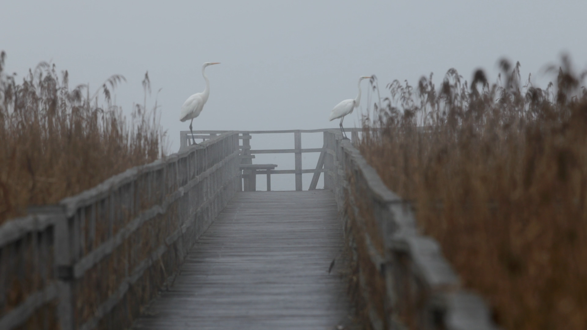 Chef vom Steg. Silberreiher (Ardea alba).

#Naturdokumentation #WildlifeDocumentary #NatureDocumentary #Tierdokumentation #WildlifeFilm #Naturerlebnis #Naturfilm #Naturvideo #Tierfilm #Documentary #Dokumentation #Filmcut #Wildlife #FaszinationNatur