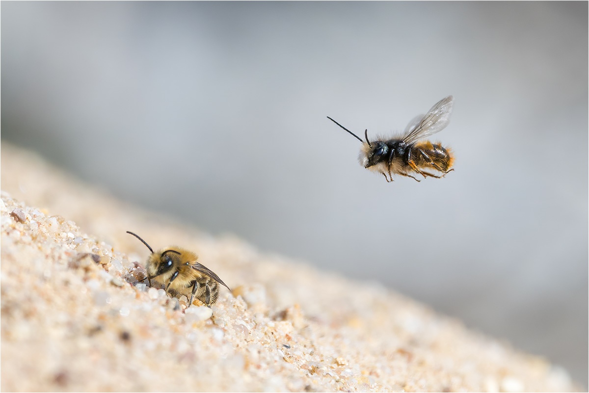 Frühlings-Seidenbienen (Colletes cunicularius)

Canon EOS R5m2
RF100-500mm F4.5-7.1 L IS USM (500 mm)
1/2500 sek, ISO: 1000 (AutoISO), F7.1, +1.0
Aufnahmedatum: 12.03.2026 13:47 Uhr

Canon-Einstellungen:
Belichtungsmodus: M (Manuell)
AF-Methode: AF flexible Zone 1 mit Motiverkennung
Anzahl Fokuspunkte: 1
AF Case: Auto
AF-Betrieb: AI Servo AF
Augenerkennung: Ein
Motiverkennung: Tiere
Focus-Distanz: 2.41 m - 2.83 m
Bildqualität: CRAW
Auslöser-Modus: Electronic
Aufnahmeart: Serienaufnahme
Stabilisierung: Ein (2)
Kamera Temp.: 34 C

Bearbeitung: 
#Lightroom #Photoshop #Topazlabs #PhotoSupreme

Synonyme:
Weiden-Seidenbiene

Taxonomie:
Reich: Tier (Animalia)
Stamm: Gliederfüßer (Arthropoda)
Klasse: Insekt (Insecta)
Ordnung: Hautflügler (Hymenoptera)
Familie: Colletidae
Gattung: Seidenbiene (Colletes)

#naturfotografenregion10 #photography #naturephotography #naturfotografie #naturfotografie_deutschland #wildlife #natur #naturfoto #canon #canondeutschland
#FrühlingsSeidenbiene #macro #makrofotografie #macrophotography