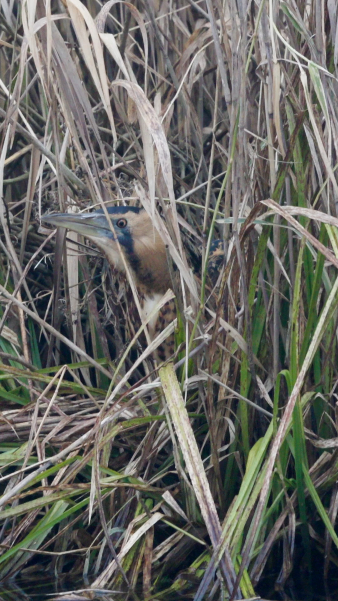 Meister der Tarnung. Die Rohrdommel.

#Naturdokumentation #WildlifeDocumentary #NatureDocumentary #Tierdokumentation #WildlifeFilm #Naturerlebnis #Naturfilm #Naturvideo #Tierfilm #Documentary #Dokumentation #Filmcut #Wildlife #FaszinationNatur #Rohrdommel
