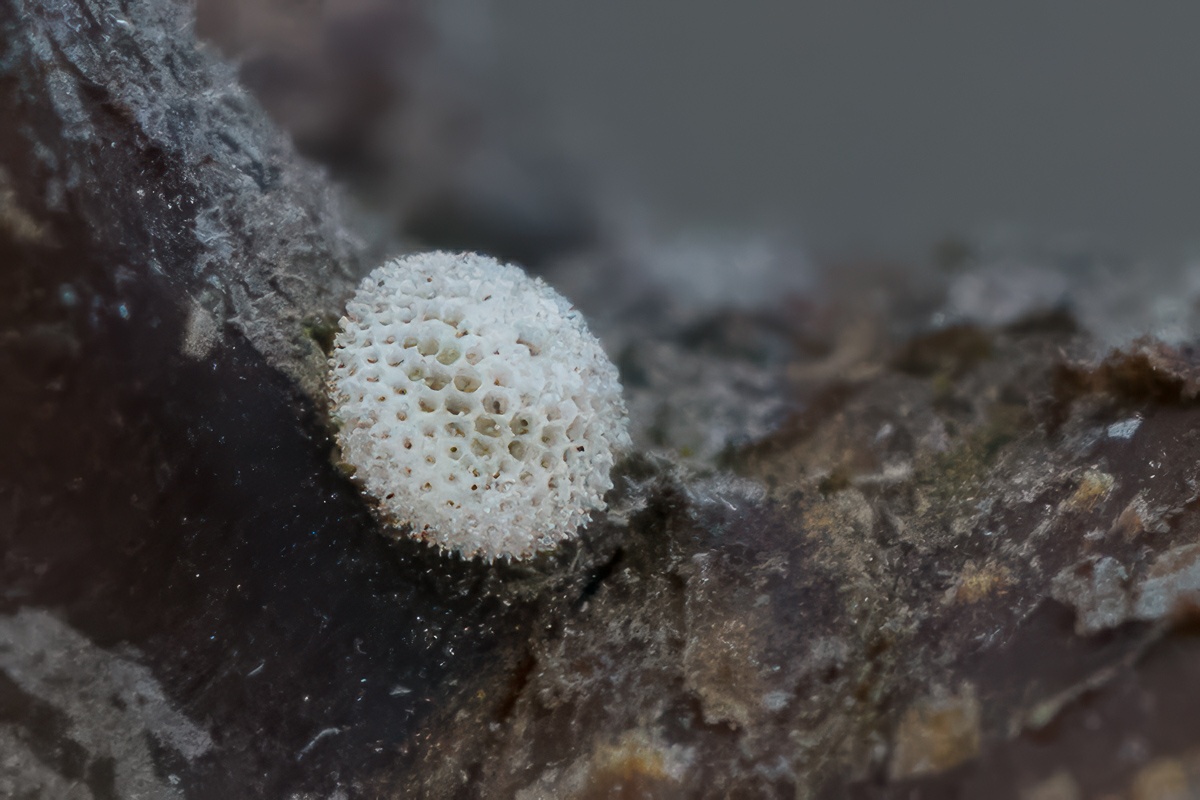 Nierenfleck-Zipfelfalter Ei (Thecla betulae). Von der Exkursion „Wie überwintern Schmetterlinge“.

Canon EOS R5m2
RF100mm F2.8 L MACRO IS USM (100.0 mm)
1/500 sek, ISO: 1600, F7.1, -1.0
Aufnahmedatum: 15.02.2026 11:07 Uhr

Bearbeitung: 
#Lightroom #Photoshop #Topazlabs #PhotoSupreme

Synonyme:
Birken-Zipfelfalter

Taxonomie:
Reich: Tier (Animalia)
Stamm: Gliederfüßer (Arthropoda)
Klasse: Insekt (Insecta)
Ordnung: Schmetterling (Lepidoptera)
Familie: Bläulinge (Lycaenidae)
Gattung: Thecla

#naturfotografenregion10 #photography #naturephotography #naturfotografie #naturfotografie_deutschland #wildlife #natur #naturfoto #canon #canondeutschland
#NierenfleckZipfelfalterEi #macro #makrofotografie #macrophotography #schmetterling #butterfly #papillon #butterflies