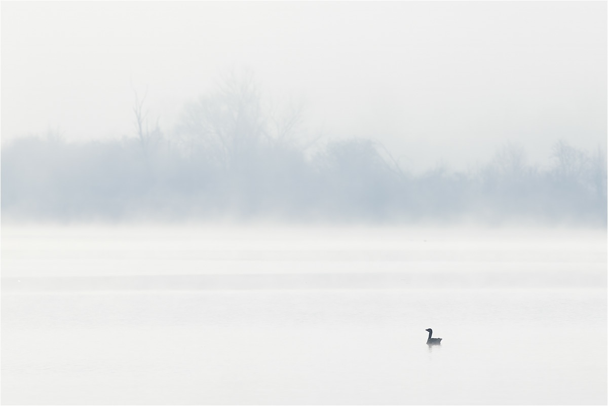 Blässgans (Anser albifrons) im Nebel.

Canon EOS R5m2
RF100-500mm F4.5-7.1 L IS USM (500 mm)
1/800 sek, ISO: 100 (AutoISO), F7.1, +0.0
Aufnahmedatum: 07.03.2026 08:52 Uhr

Canon-Einstellungen:
Belichtungsmodus: M (Manuell)
AF-Methode: AF gesamter Bereich mit Motiverkennung
Anzahl Fokuspunkte: 1
AF Case: Auto
AF-Betrieb: AI Servo AF
Augenerkennung: Ein
Motiverkennung: Tiere
Focus-Distanz: >81.91 m
Bildqualität: CRAW
Auslöser-Modus: Electronic
Aufnahmeart: Serienaufnahme
Stabilisierung: Ein (2)
Kamera Temp.: 23 C

Bearbeitung: 
#Lightroom #Photoshop #Topazlabs #PhotoSupreme

Taxonomie:
Reich: Tier (Animalia)
Stamm: Chordatier (Chordata)
Klasse: Vogel (Aves)
Ordnung: Gänsevogel (Anseriformes)
Familie: Entenvogel (Anatidae)
Gattung: Feldgans (Anser)

#naturfotografenregion10 #photography #naturephotography #naturfotografie #naturfotografie_deutschland #wildlife #natur #naturfoto #canon #canondeutschland
#Blässgans