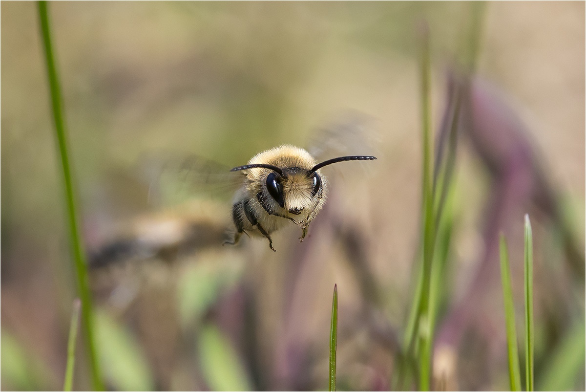Ein Männchen mit dem Oberlippenbart. Frühlings-Seidenbiene (Colletes cunicularius).

Canon EOS R5m2
RF100-500mm F4.5-7.1 L IS USM (500 mm)
1/2500 sek, ISO: 1250 (AutoISO), F9.0, +0.0
Aufnahmedatum: 22.03.2026 14:49 Uhr

Canon-Einstellungen:
Belichtungsmodus: M (Manuell)
AF-Methode: AF flexible Zone 1 mit Motiverkennung
Anzahl Fokuspunkte: 1
AF Case: Auto
AF-Betrieb: AI Servo AF
Augenerkennung: Ein
Motiverkennung: Tiere
Focus-Distanz: 2.09 m - 2.41 m
Bildqualität: CRAW
Auslöser-Modus: Electronic
Aufnahmeart: Serienaufnahme
Stabilisierung: Ein (2)
Kamera Temp.: 30 C

Bearbeitung: 
#Lightroom #Photoshop #Topazlabs #PhotoSupreme

Synonyme:
Weiden-Seidenbiene

Taxonomie:
Reich: Tier (Animalia)
Stamm: Gliederfüßer (Arthropoda)
Klasse: Insekt (Insecta)
Ordnung: Hautflügler (Hymenoptera)
Familie: Colletidae
Gattung: Seidenbiene (Colletes)

#naturfotografenregion10 #photography #naturephotography #naturfotografie #naturfotografie_deutschland #wildlife #natur #naturfoto #canon #canondeutschland
#FrühlingsSeidenbiene #macro #makrofotografie #macrophotography