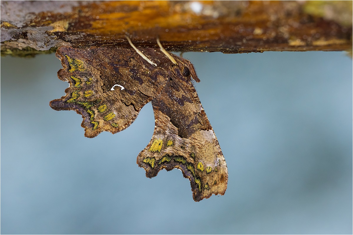Typischer Überwinterungsaufenthalt des C-Falter (Polygonia c-album).

Canon EOS R5m2
RF100mm F2.8 L MACRO IS USM (100 mm)
1/500 sek, ISO: 2500 (AutoISO), F5.0, +0.0
Aufnahmedatum: 15.02.2026 14:03 Uhr

Canon-Einstellungen:
Belichtungsmodus: M (Manuell)
AF-Methode: Spot AF ohne Motiverkennung
Anzahl Fokuspunkte: 1
AF Case: Auto
AF-Betrieb: AI Servo AF
Augenerkennung: Aus
Motiverkennung: None
Focus-Distanz: 0.4 m - 0.42 m
Bildqualität: CRAW
Auslöser-Modus: Electronic
Aufnahmeart: Serienaufnahme
Stabilisierung: Ein (2)
Kamera Temp.: 15 C

Bearbeitung: 
#Lightroom #Photoshop #Topazlabs #PhotoSupreme

Synonyme:
Nymphalis c-album

Taxonomie:
Reich: Tier (Animalia)
Stamm: Gliederfüßer (Arthropoda)
Klasse: Insekt (Insecta)
Ordnung: Schmetterling (Lepidoptera)
Familie: Edelfalter (Nymphalidae)
Gattung: Polygonia

#naturfotografenregion10 #photography #naturephotography #naturfotografie #naturfotografie_deutschland #wildlife #natur #naturfoto #canon #canondeutschland
#CFalter #macro #makrofotografie #macrophotography #schmetterling #butterfly #papillon #butterflies