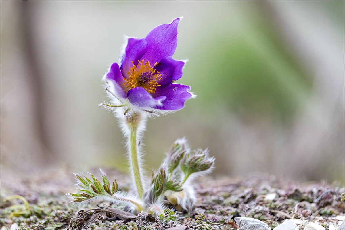 Bevor die Zeit vorbei ist, hier noch eine Gewöhnliche Kuhschelle (Pulsatilla vulgaris) aus dem Garten.

Canon EOS R5m2
RF100-500mm F4.5-7.1 L IS USM (400 mm)
1/800 sek, ISO: 1250 (AutoISO), F6.3, +0.3
Aufnahmedatum: 23.03.2026 14:54 Uhr

Canon-Einstellungen:
Belichtungsmodus: M (Manuell)
AF-Methode: Spot AF ohne Motiverkennung
Anzahl Fokuspunkte: 1
AF Case: Auto
AF-Betrieb: AI Servo AF
Augenerkennung: Aus
Motiverkennung: None
Focus-Distanz: 2.09 m - 2.41 m
Bildqualität: CRAW
Auslöser-Modus: Electronic
Aufnahmeart: Serienaufnahme
Stabilisierung: Ein (2)
Kamera Temp.: 38 C

Bearbeitung: 
#Lightroom #Photoshop #Topazlabs #PhotoSupreme

Synonyme:
Gewöhnliche Küchenschelle, Kühchenschelle, Frühblüher

Taxonomie:
Reich: Pflanze (Plantae)
Stamm: Gefäßpflanze (Tracheophyta)
Klasse: Bedecktsamer (Magnoliopsida)
Ordnung: Hahnenfußartige (Ranunculales) 
Familie: Hahnenfußgewächs (Ranunculaceae)

#naturfotografenregion10 #photography #naturephotography #naturfotografie #naturfotografie_deutschland #wildlife #natur #naturfoto #canon #canondeutschland
#GewöhnlicheKuhschelle